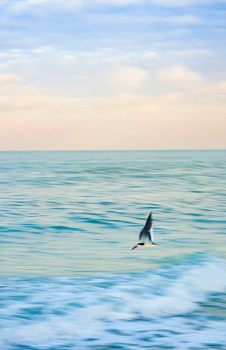 Black Skimmer and  Soft Light