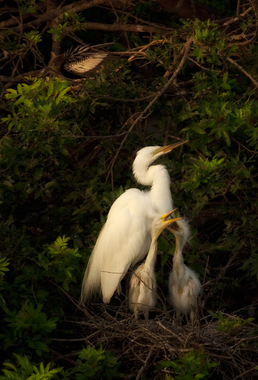 White Egret and Twins