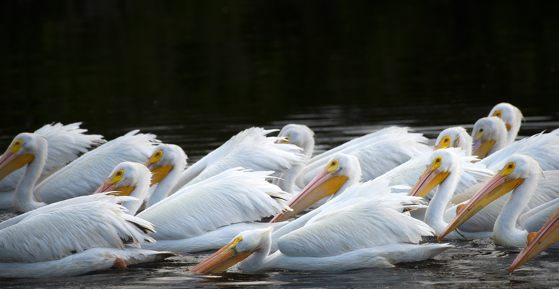 White Pelicans # 2