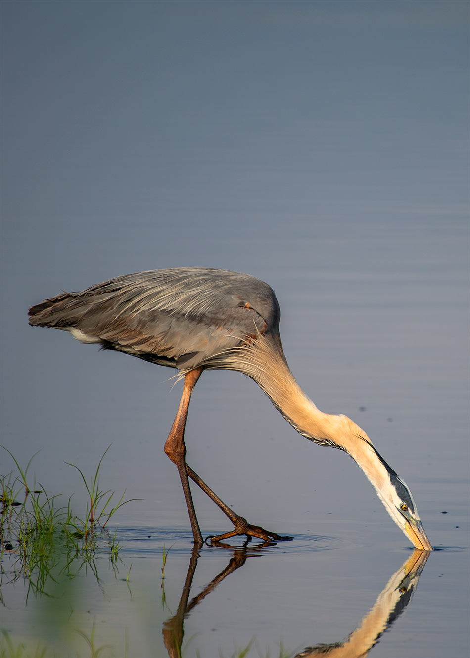 Great Blue Heron # 3