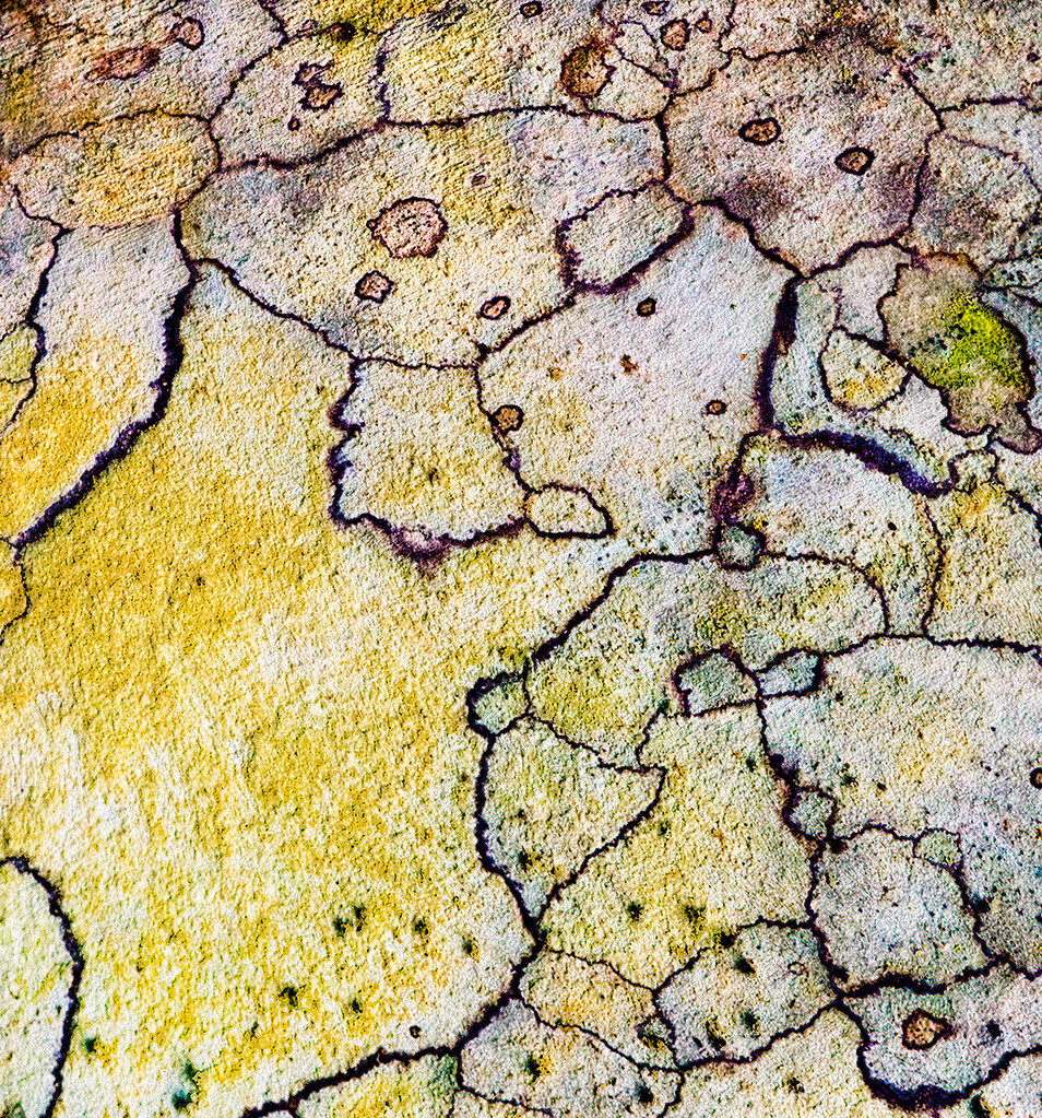 Lichen on Oak