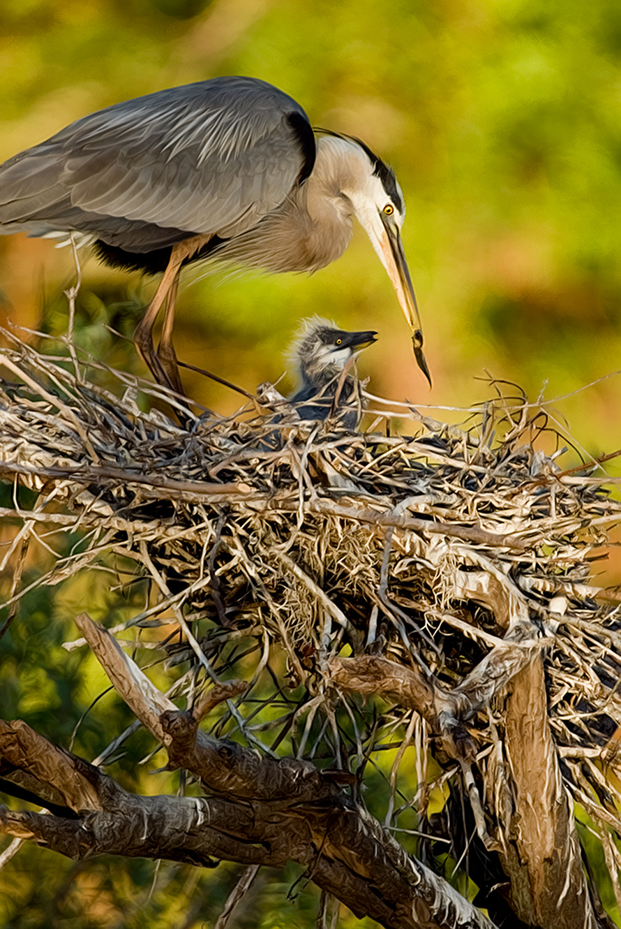 Great Blue Heron #2
