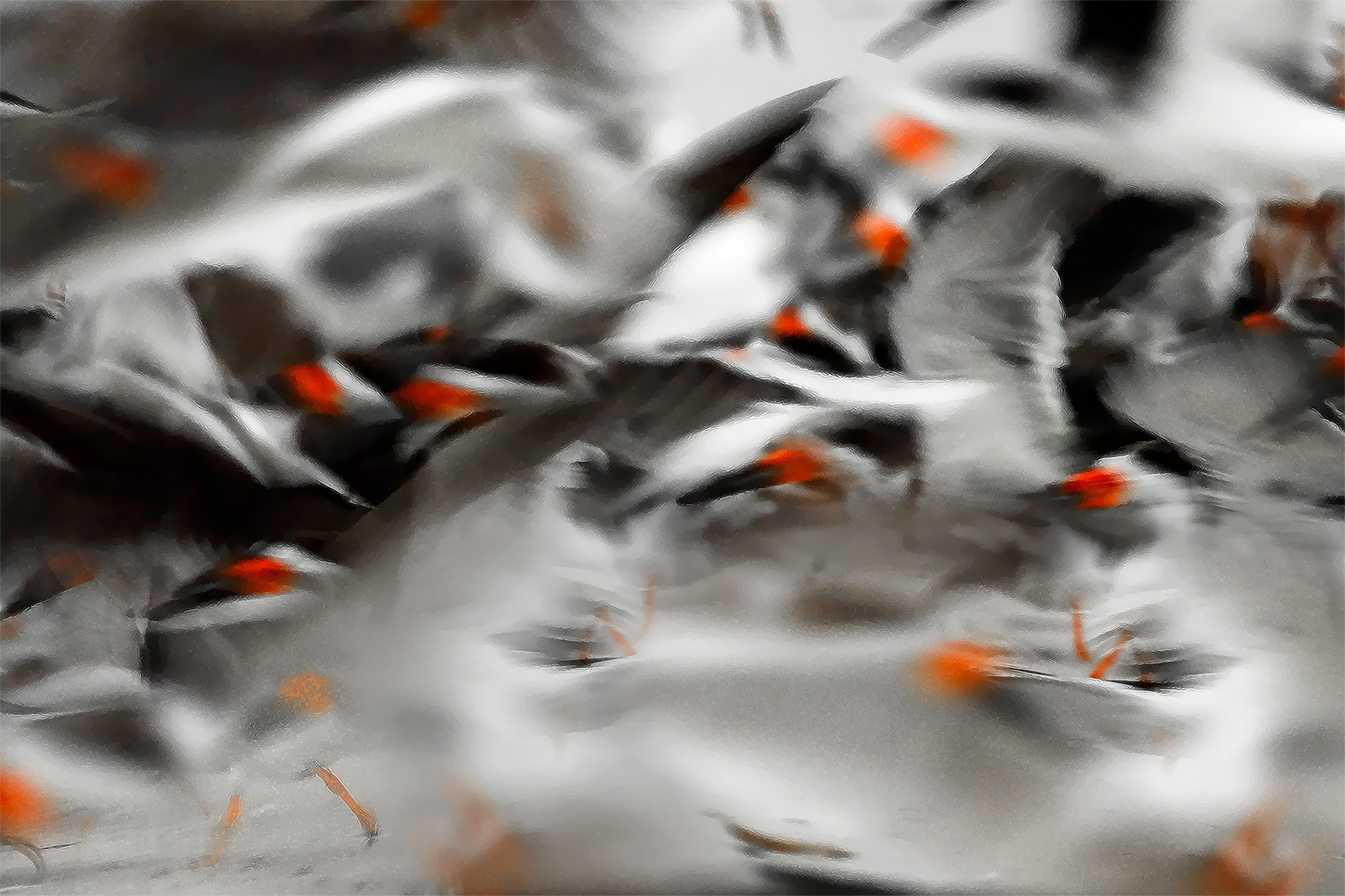 Skimmer Frenzy # 1