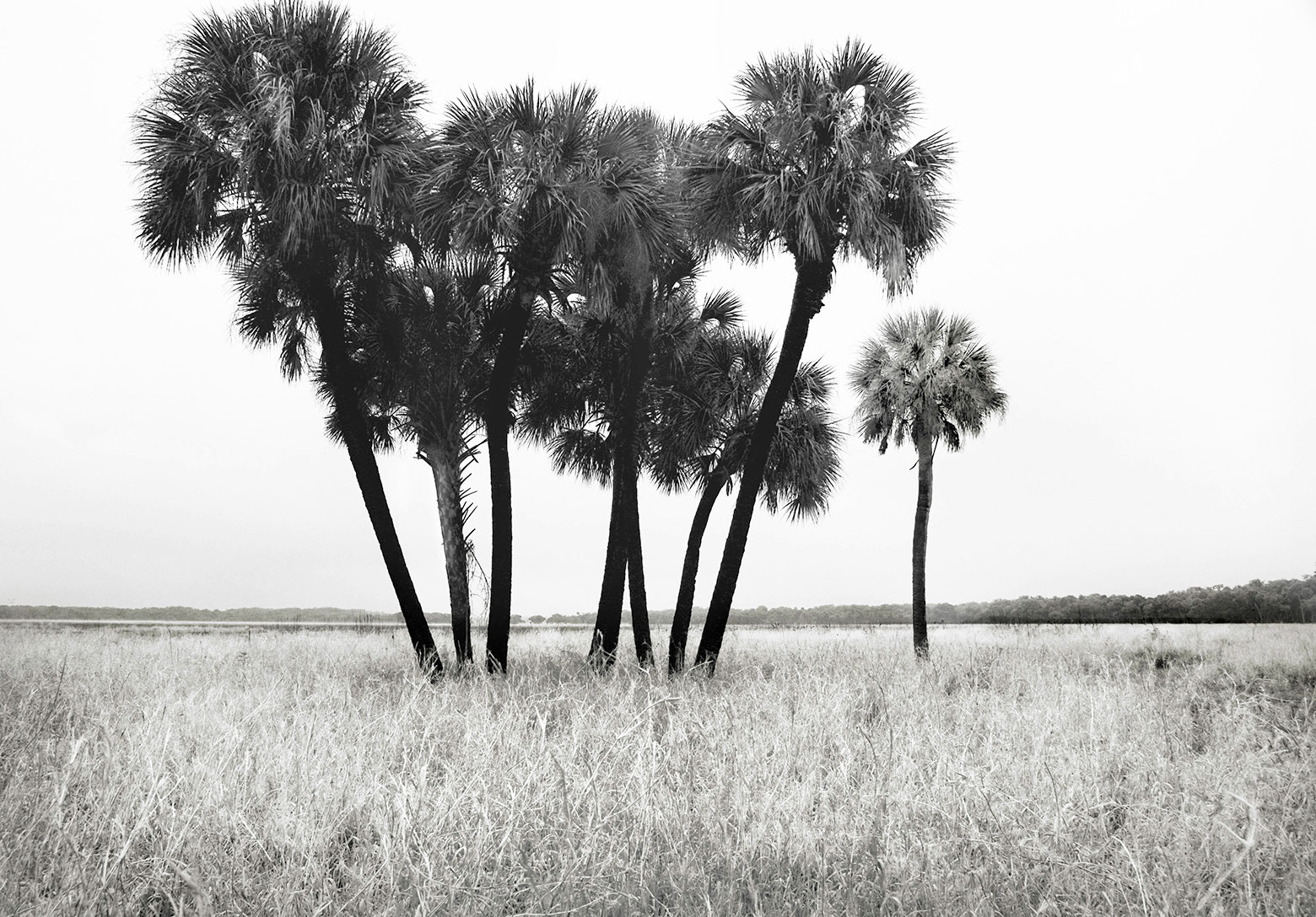 Myakka Prairie