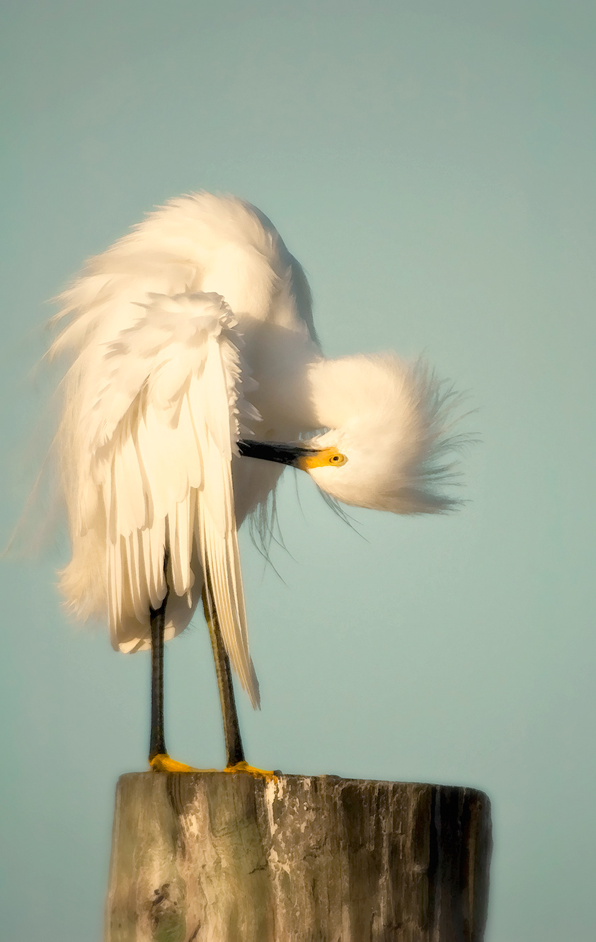 Snowy Egret