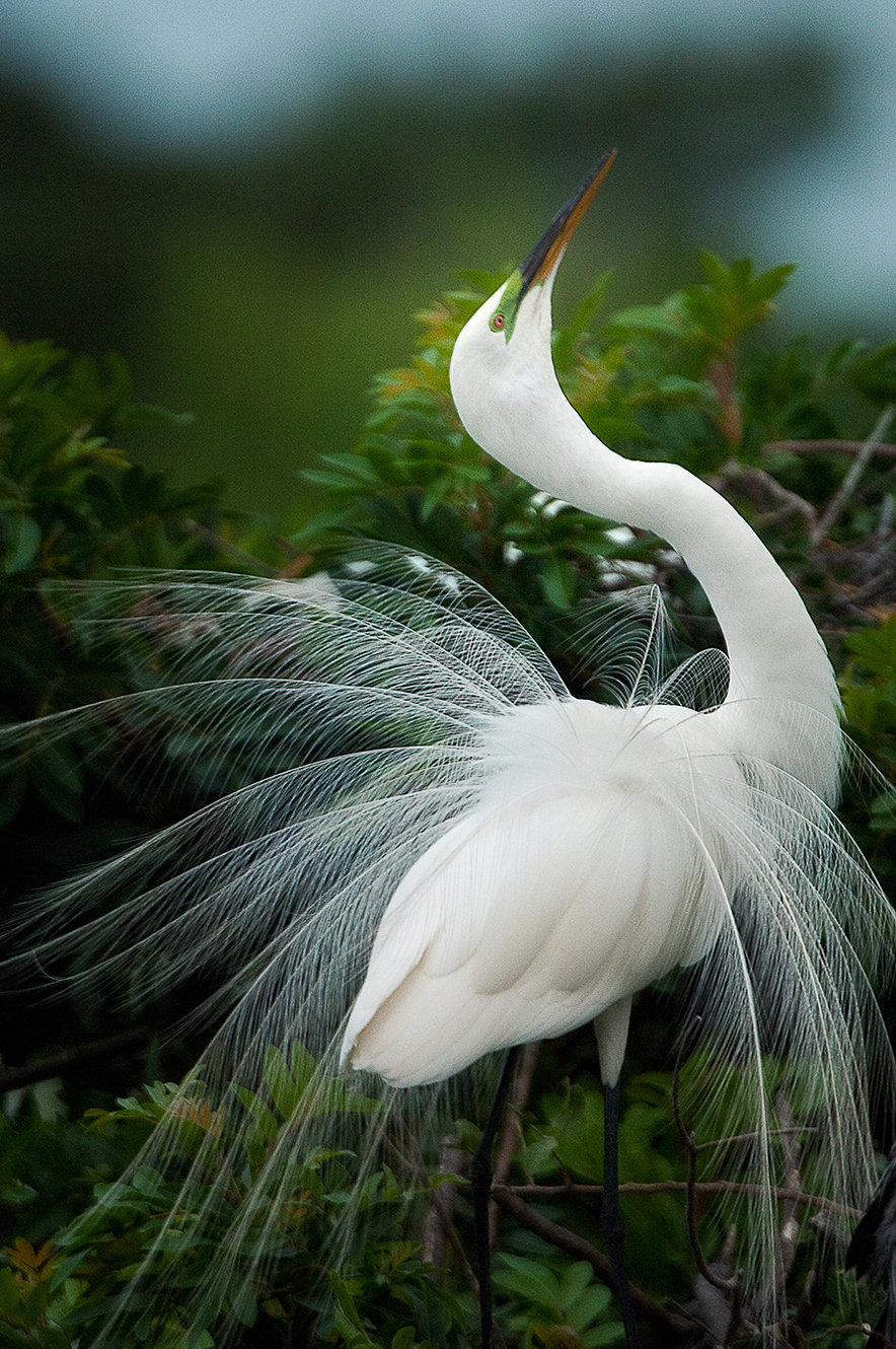White Egret # 2