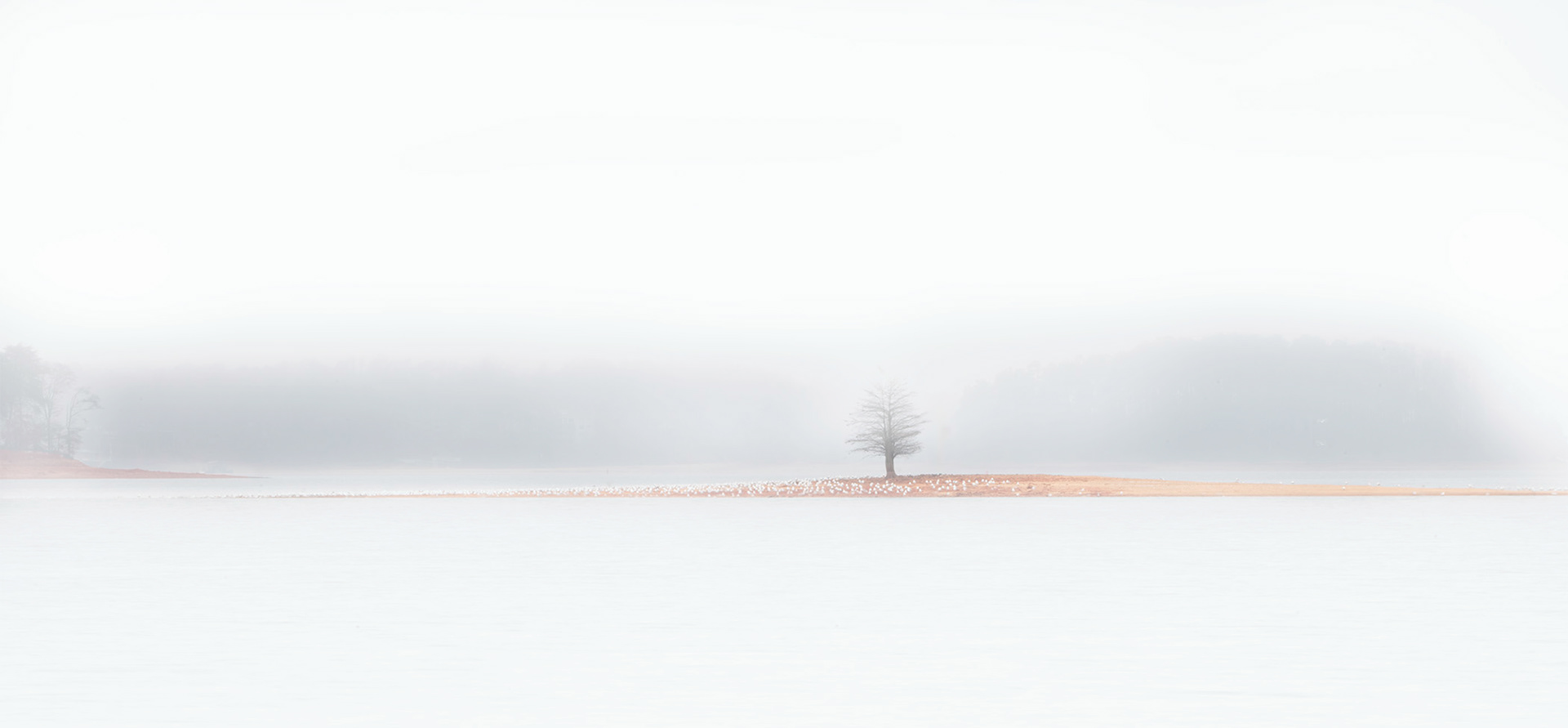 Tree in The Lake