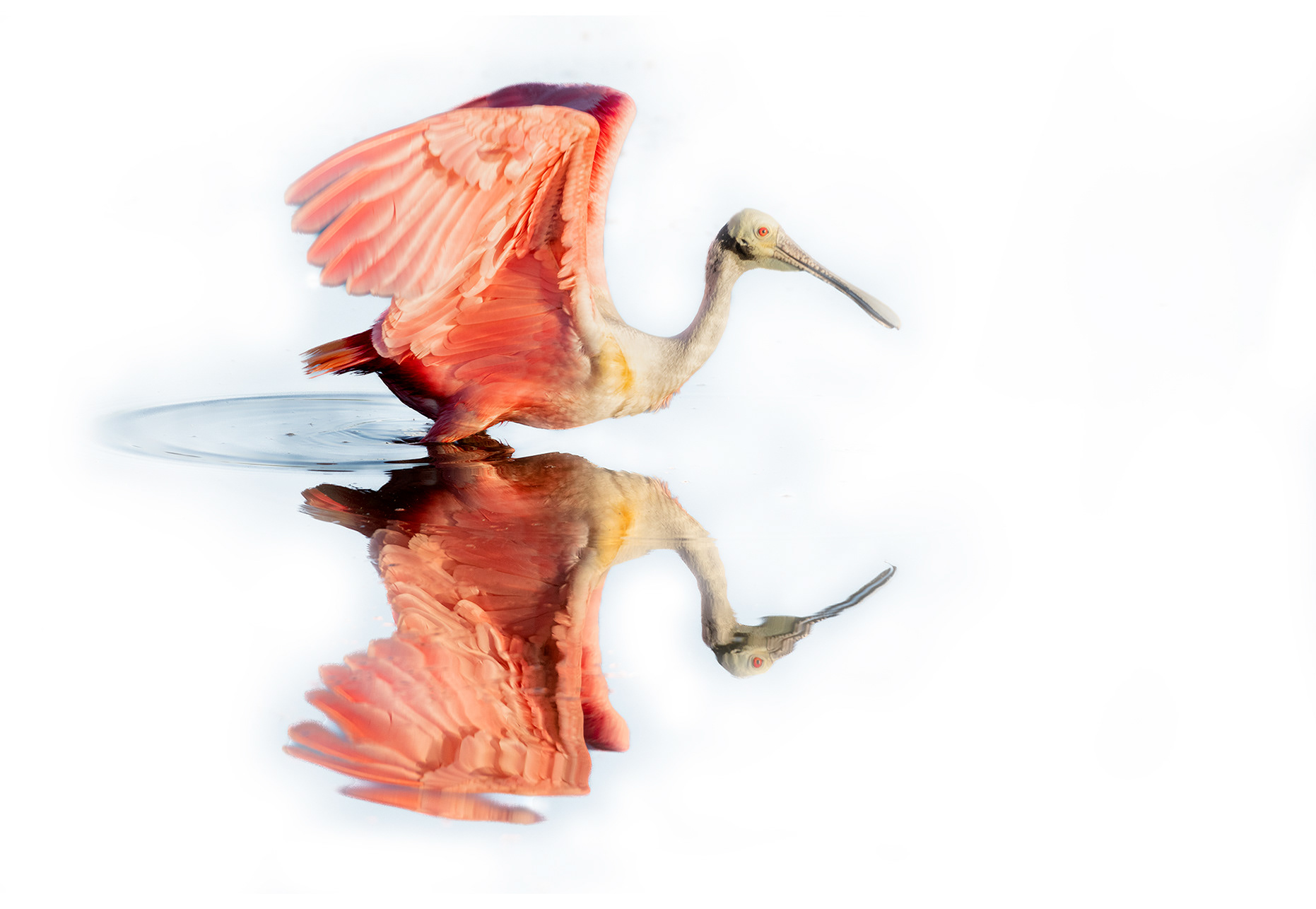Roseate Spoonbill