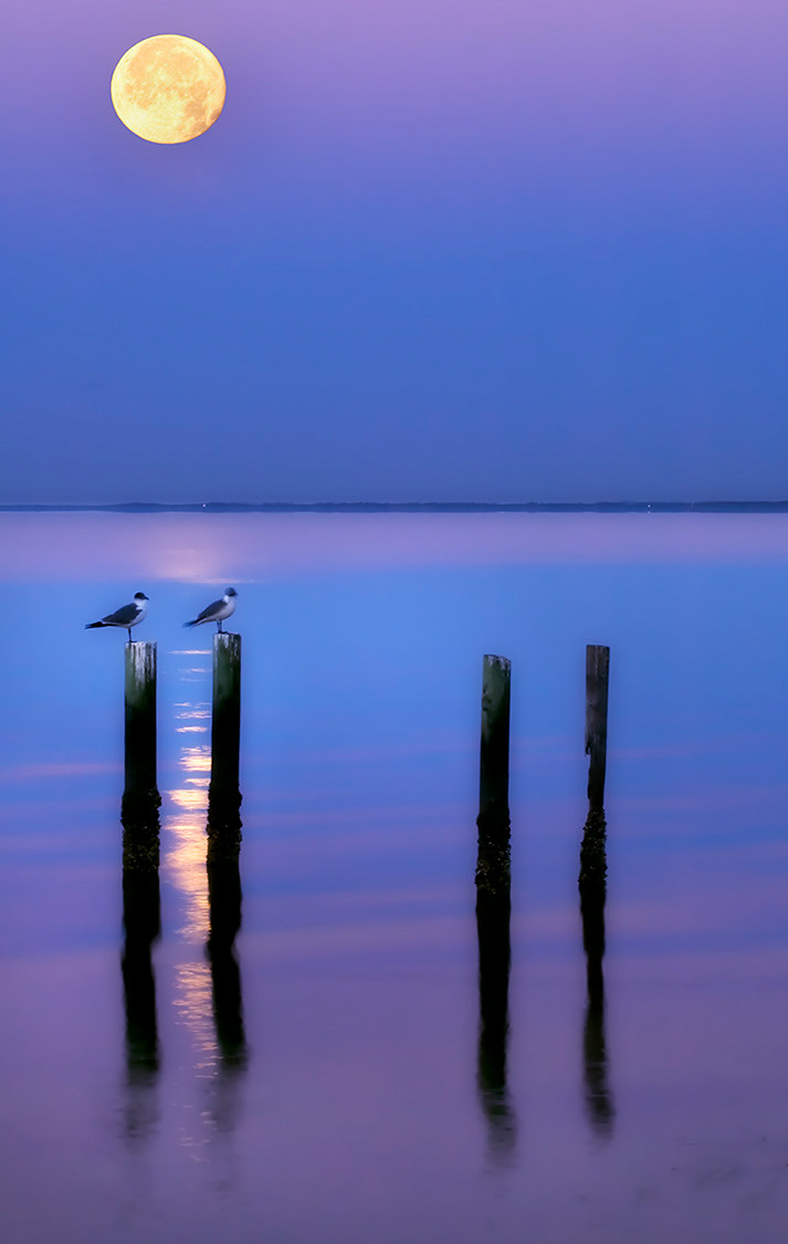 Laughing At The Moon - Peace River -- Vert