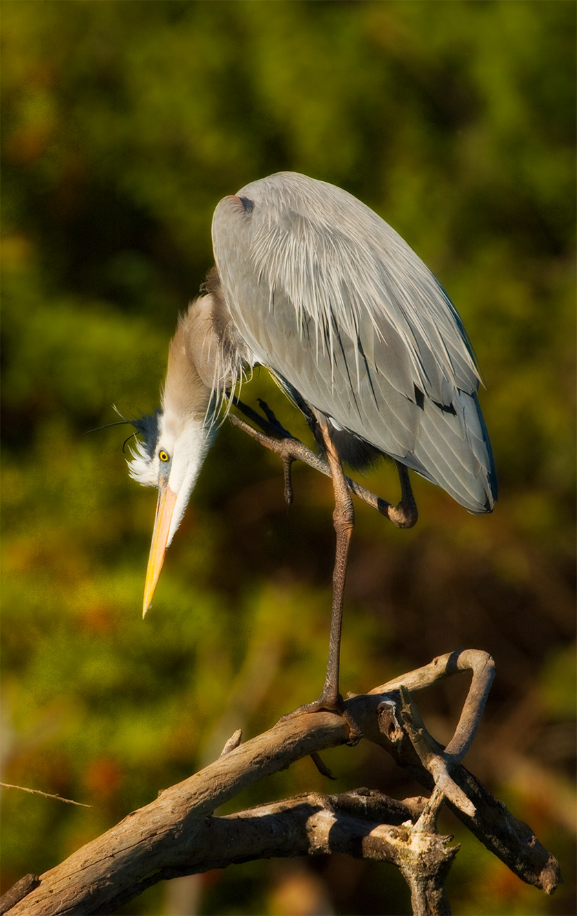Great Heron # 4