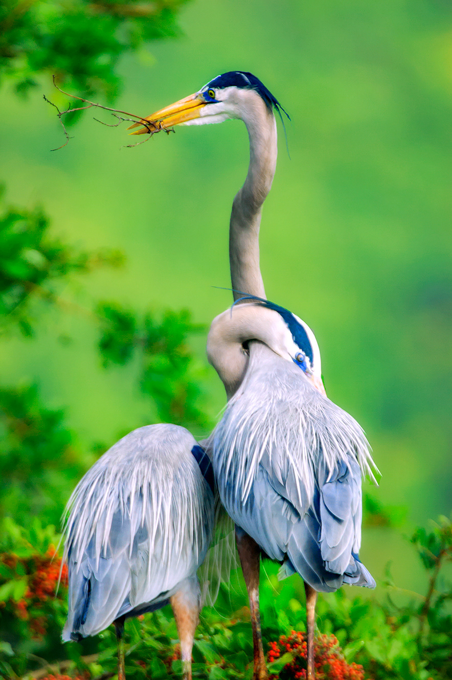 Great Heron # 1