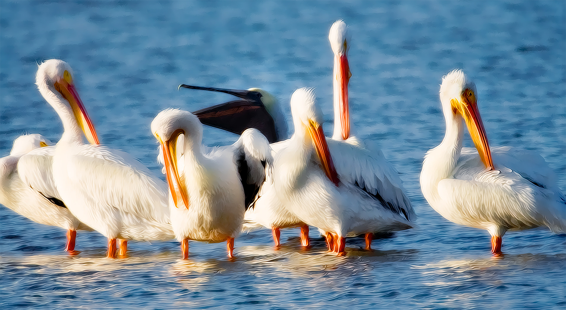 White Pelicans # 1