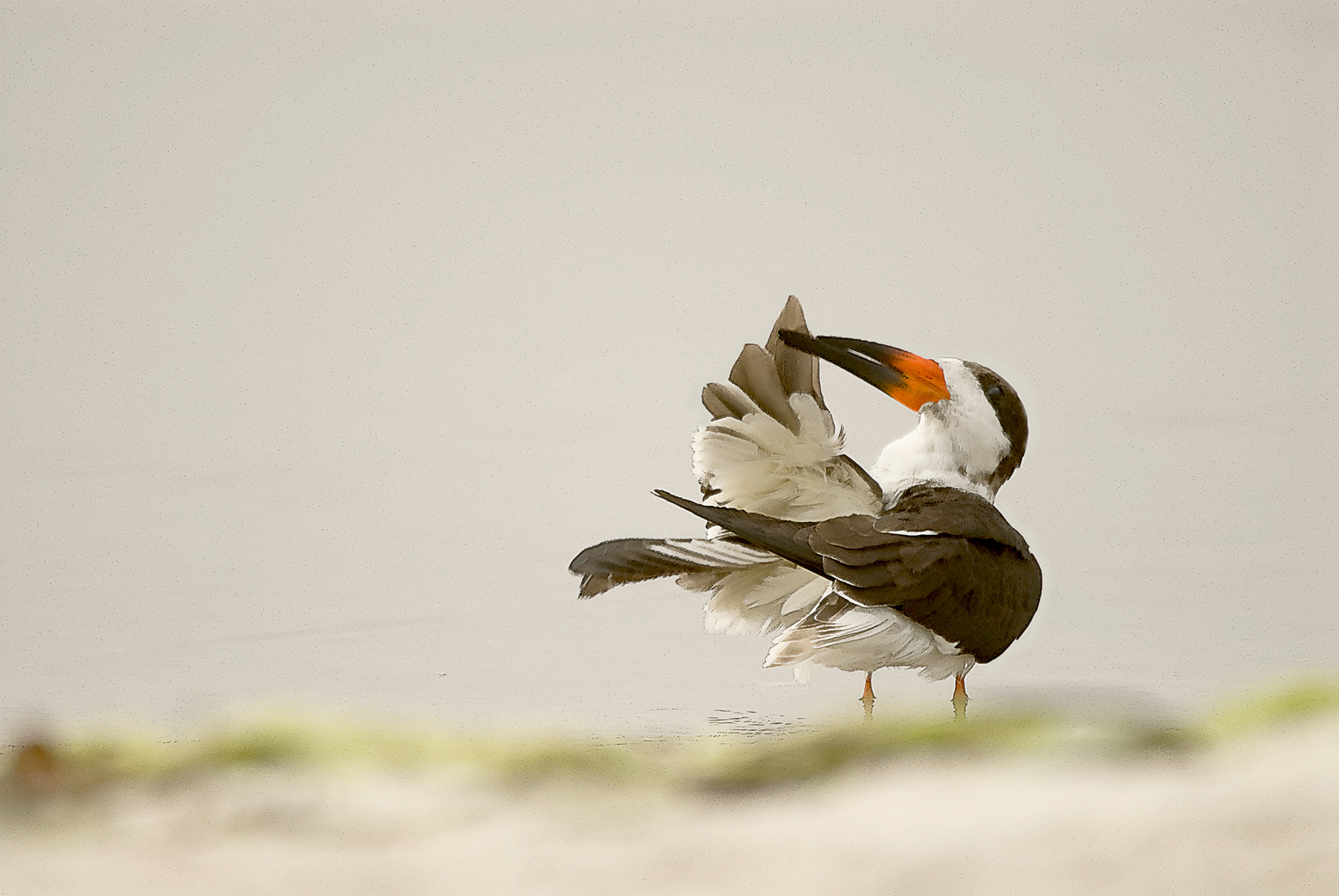 Black Skimmer