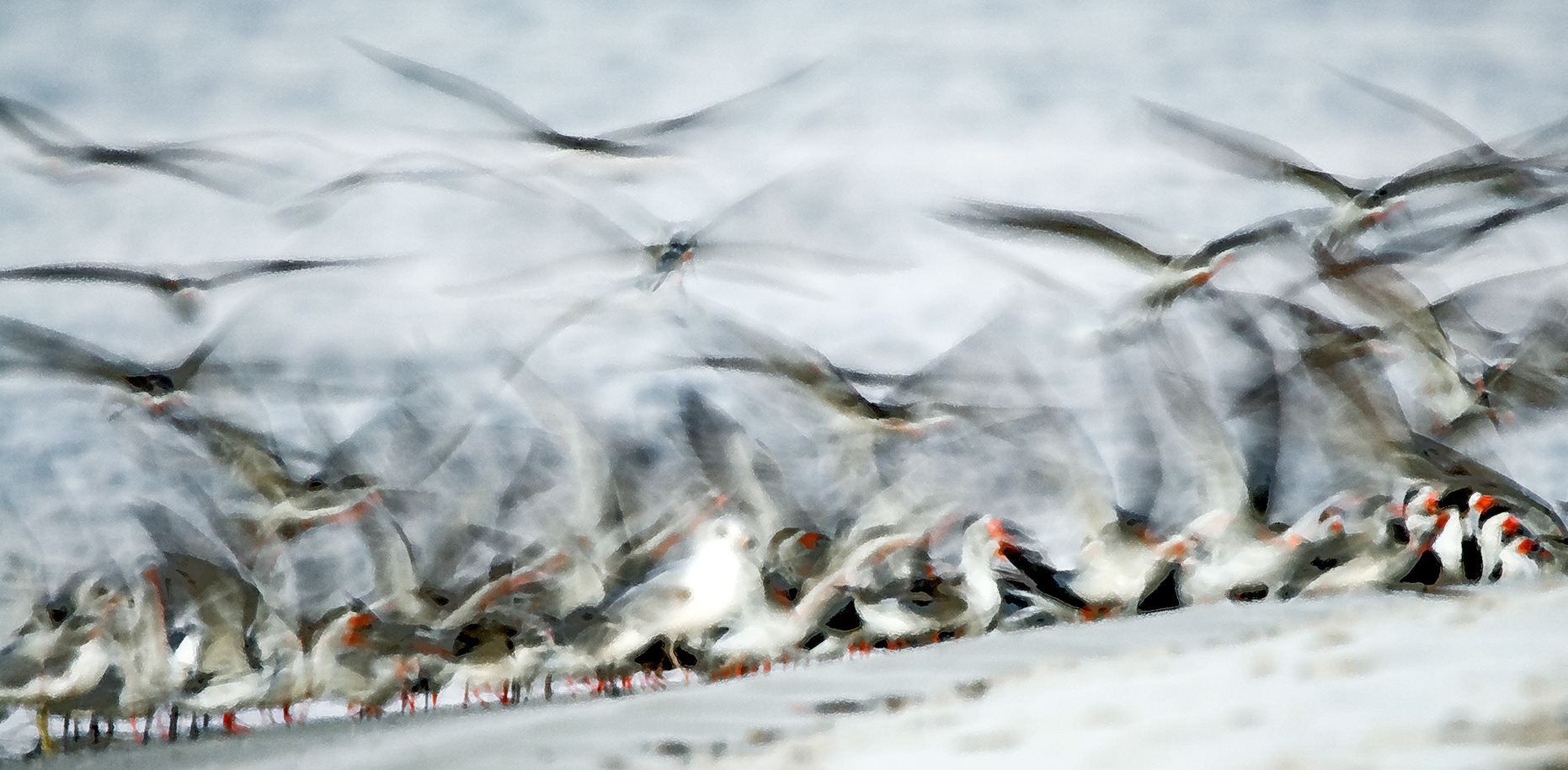 Skimmer Frenzy # 3