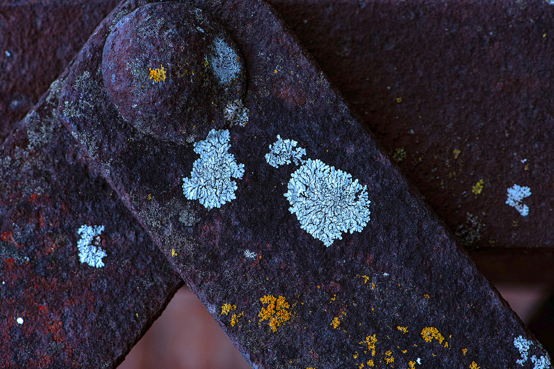Lichen on Steel