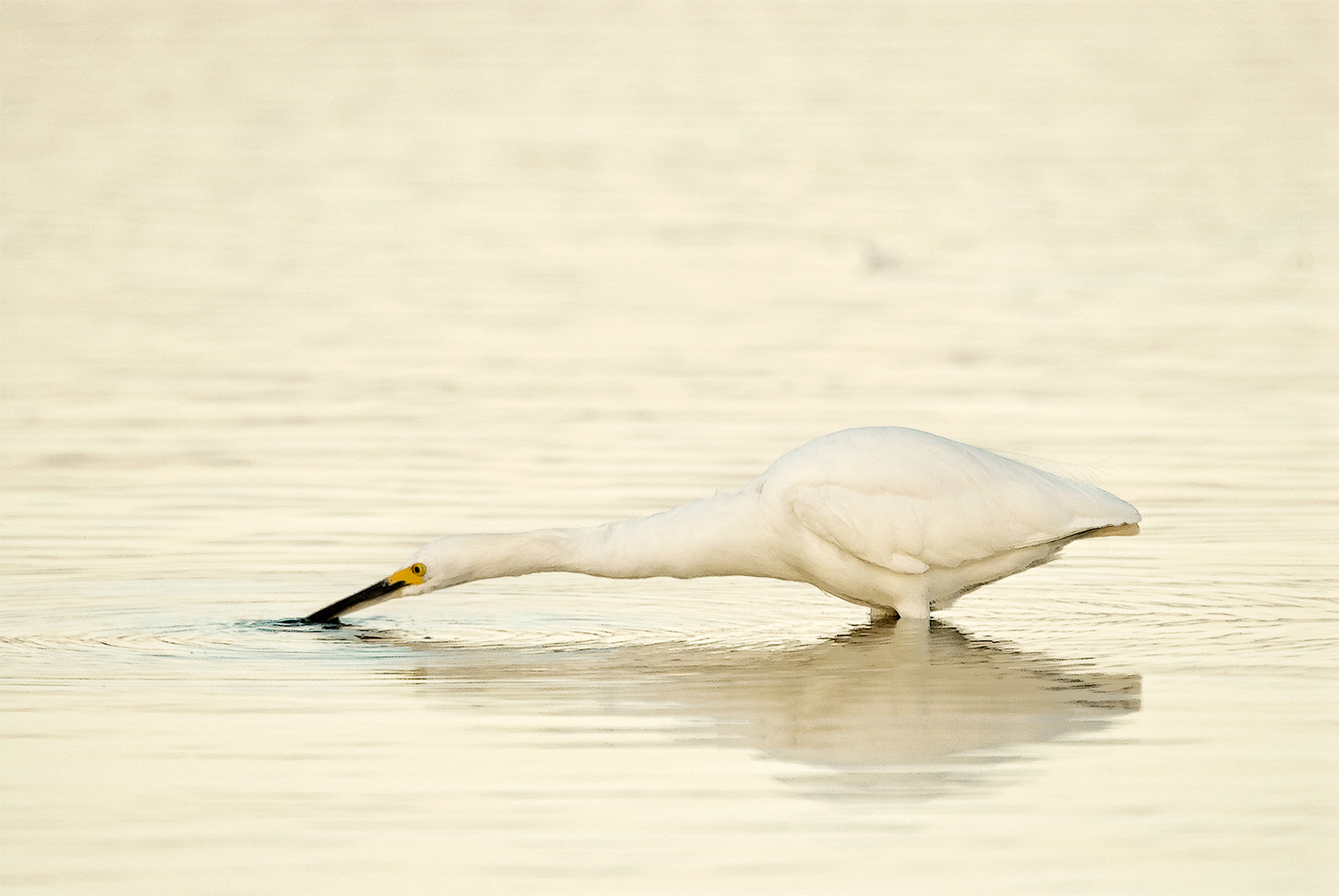White Egret # 1