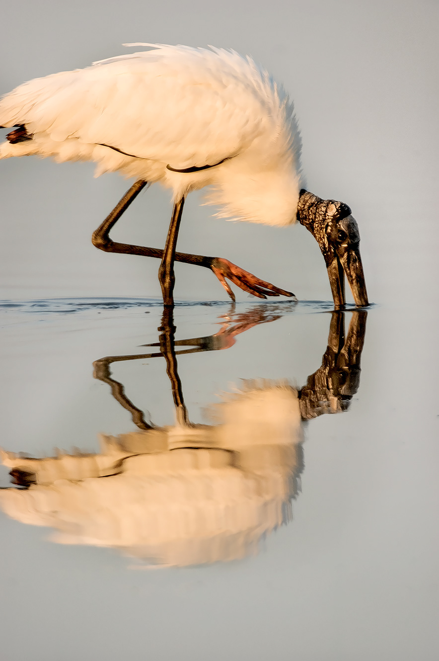 I'm So Pretty - Wood Stork