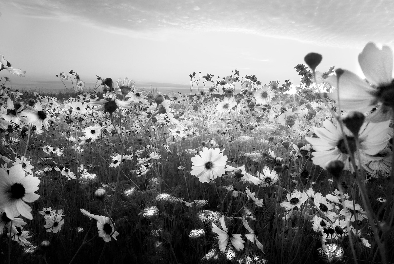 Myakka Prairie Dasies