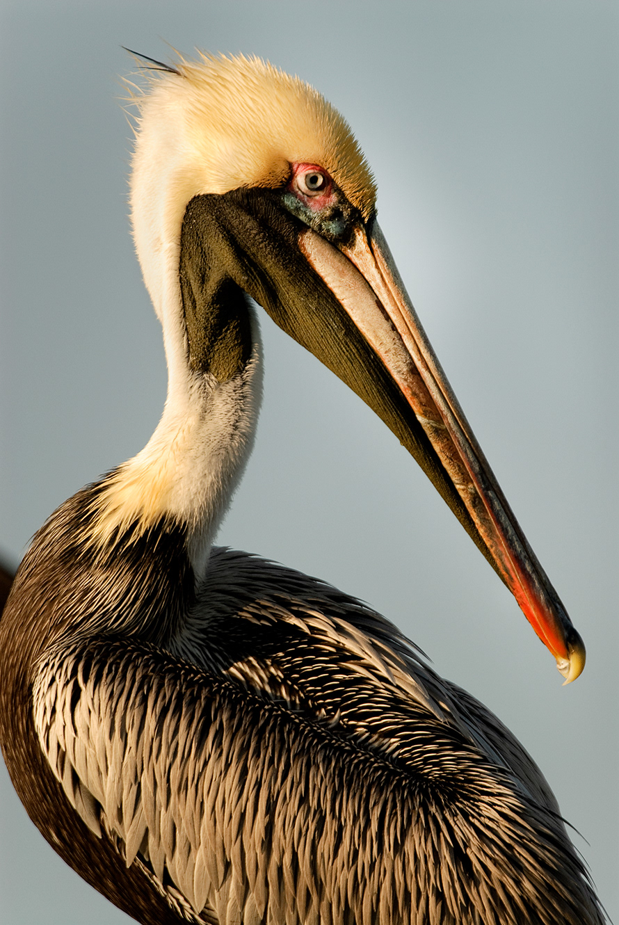 Brown Pelican