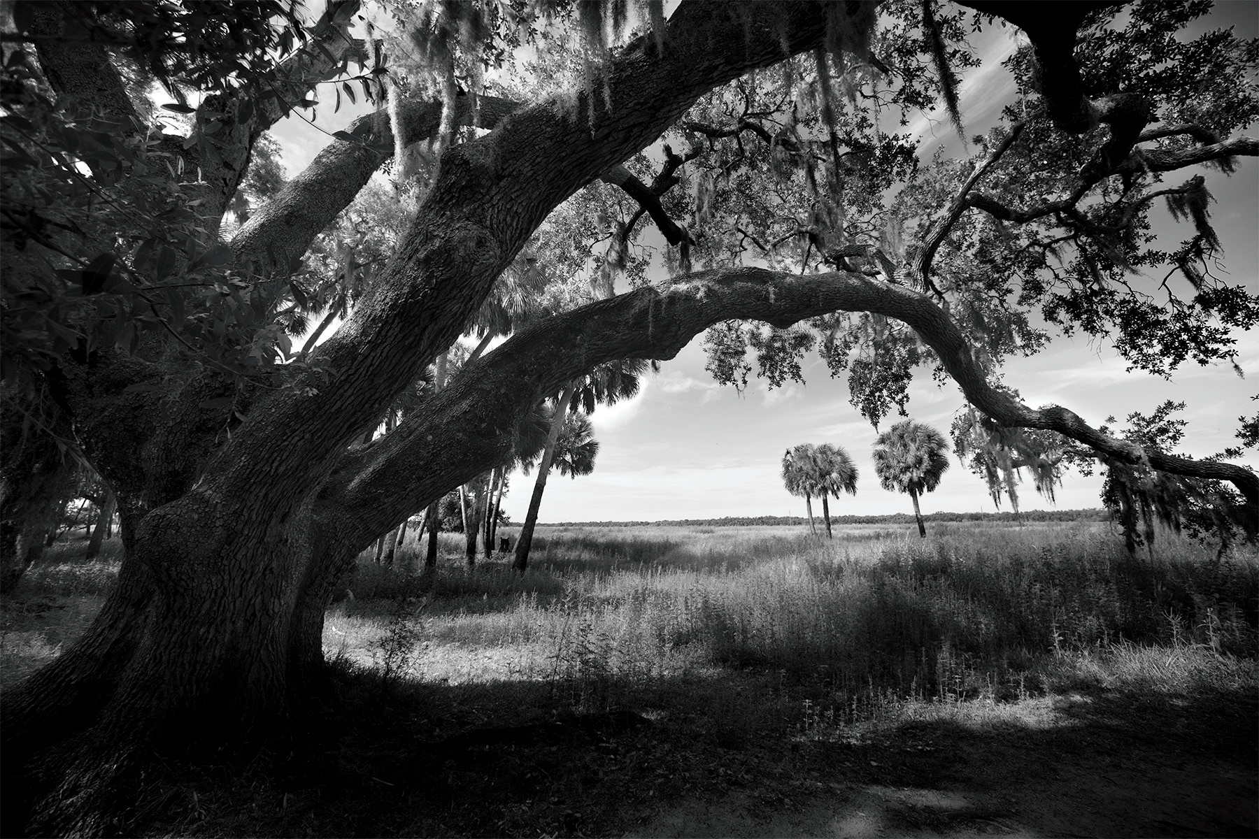 Myakka Oak #2