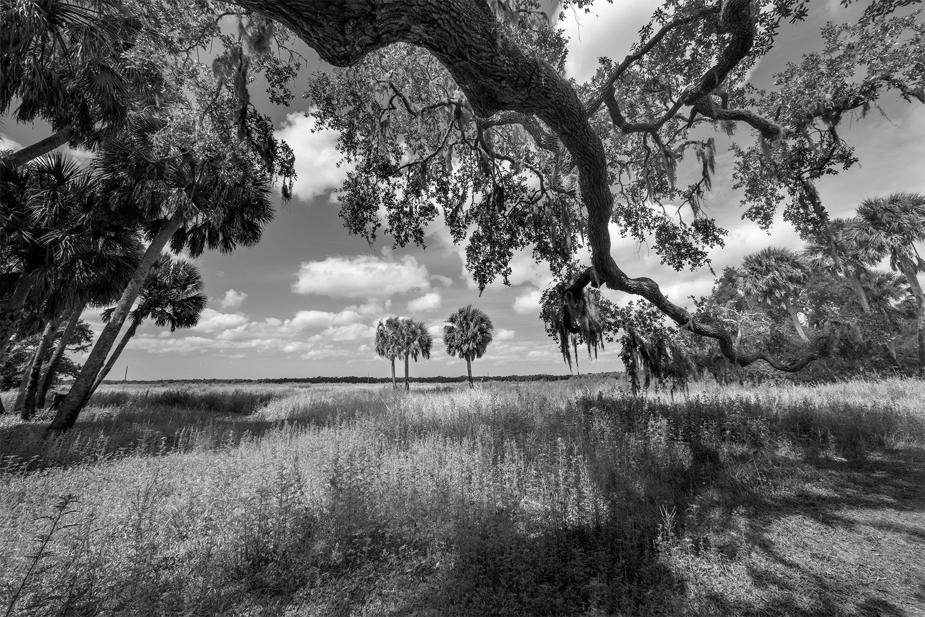 Myakka Oak #3
