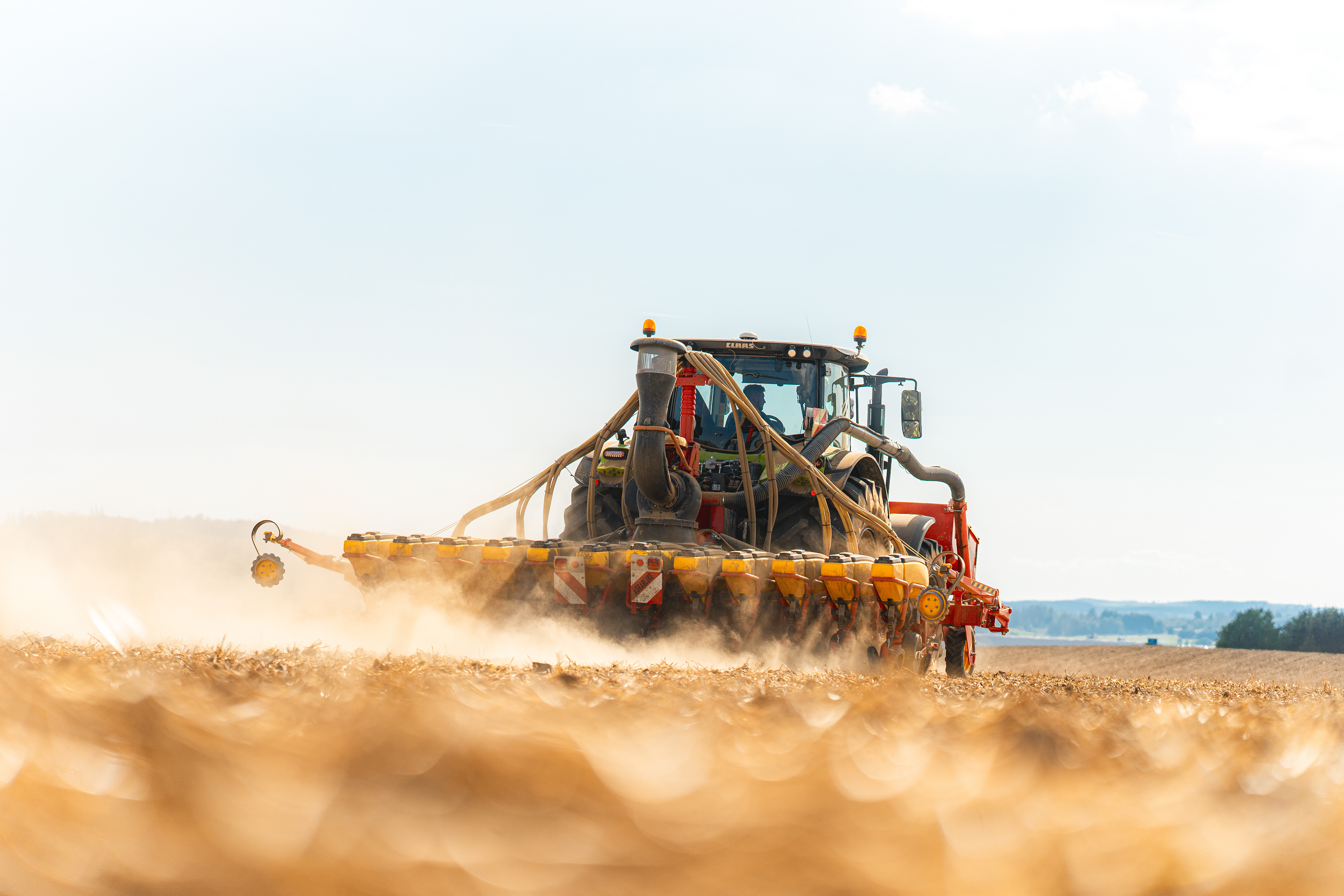 Rapsaussaat mit einer Einzelkornsämaschine