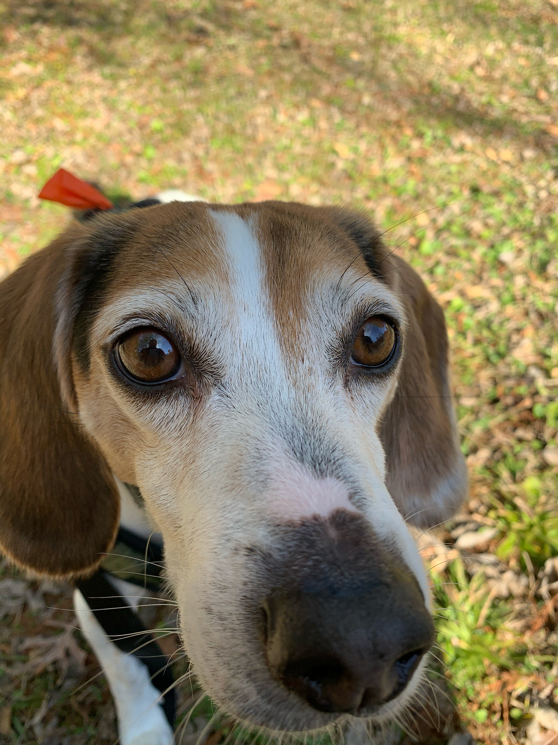 Bandito