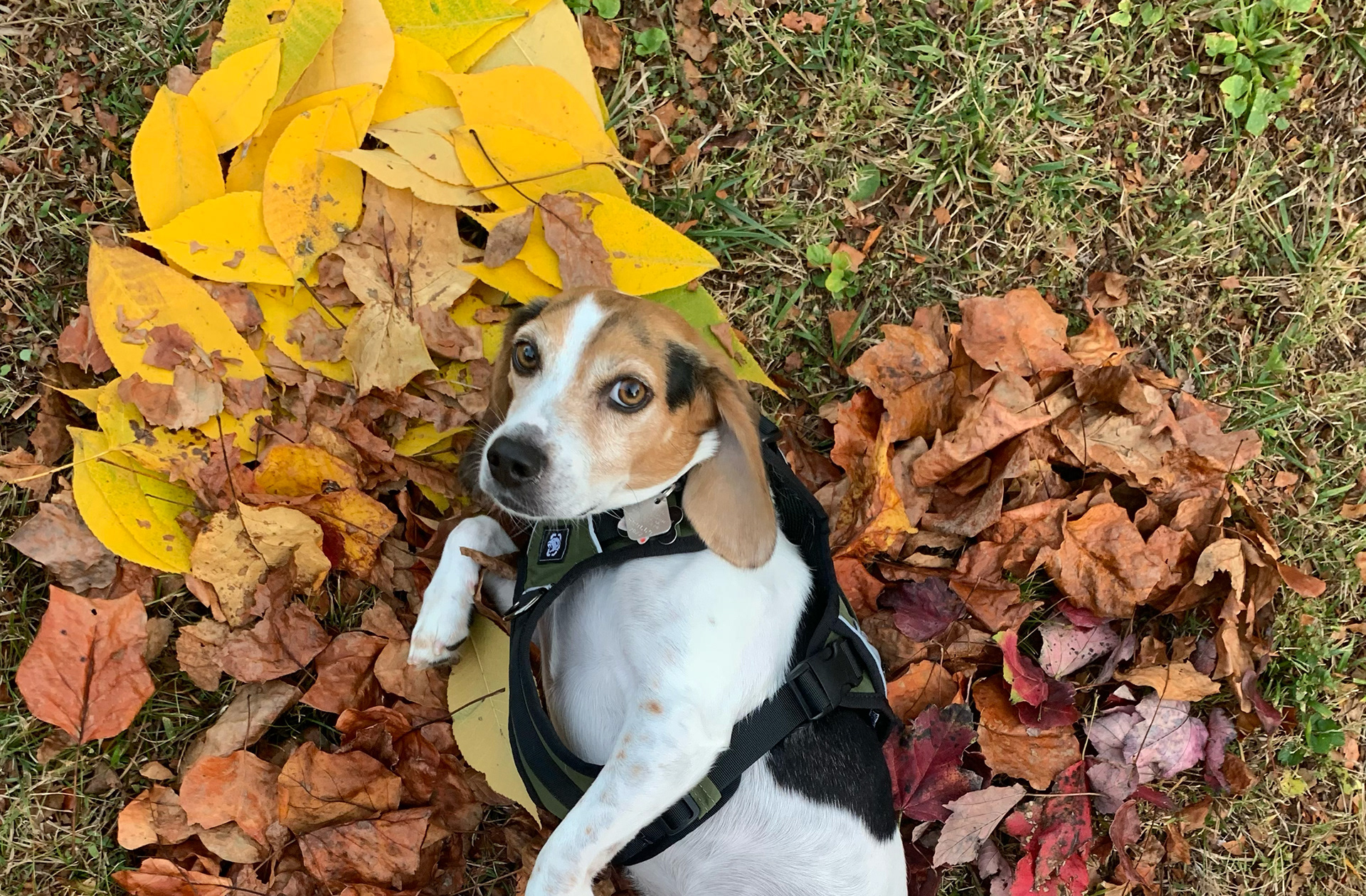 Baby Bandit in the Heart of Fall
