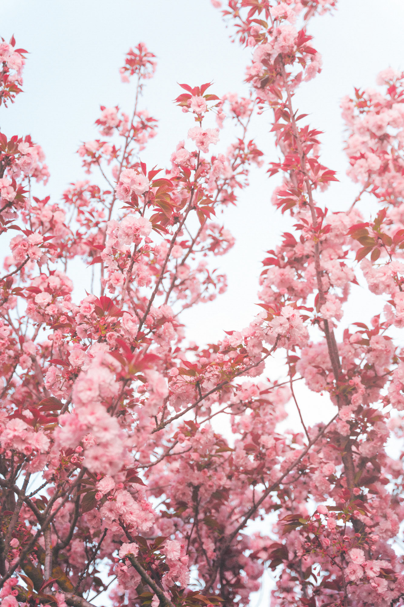 Springtime Cherry Tree blossom