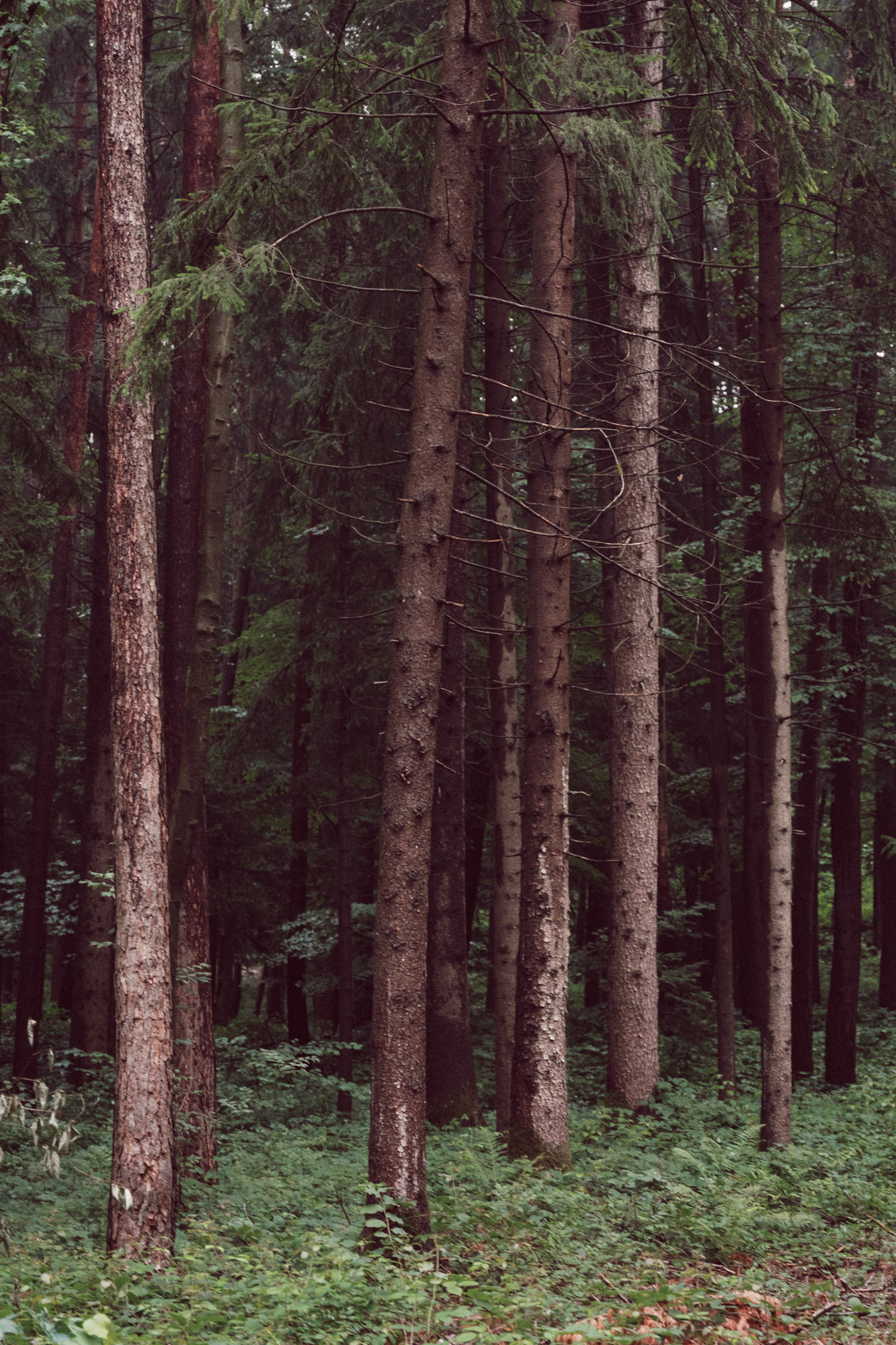 This image was taken on a rainy day in the northern province of Bergamo, Italy. I have always been fascinated by the geometry of pines and tall trees. Especially, I love the repetition of straight, vertical lines formed by their trunks. When I was a kid, my parents and grandparents often used to take me to the mountains for hiking, and I spent many summers at my grandparent's house in the mountains. I developed a strong attraction for sylvan sceneries, starting from the smell of air in such environments, the temperature and the fascinating shapes of Nature.