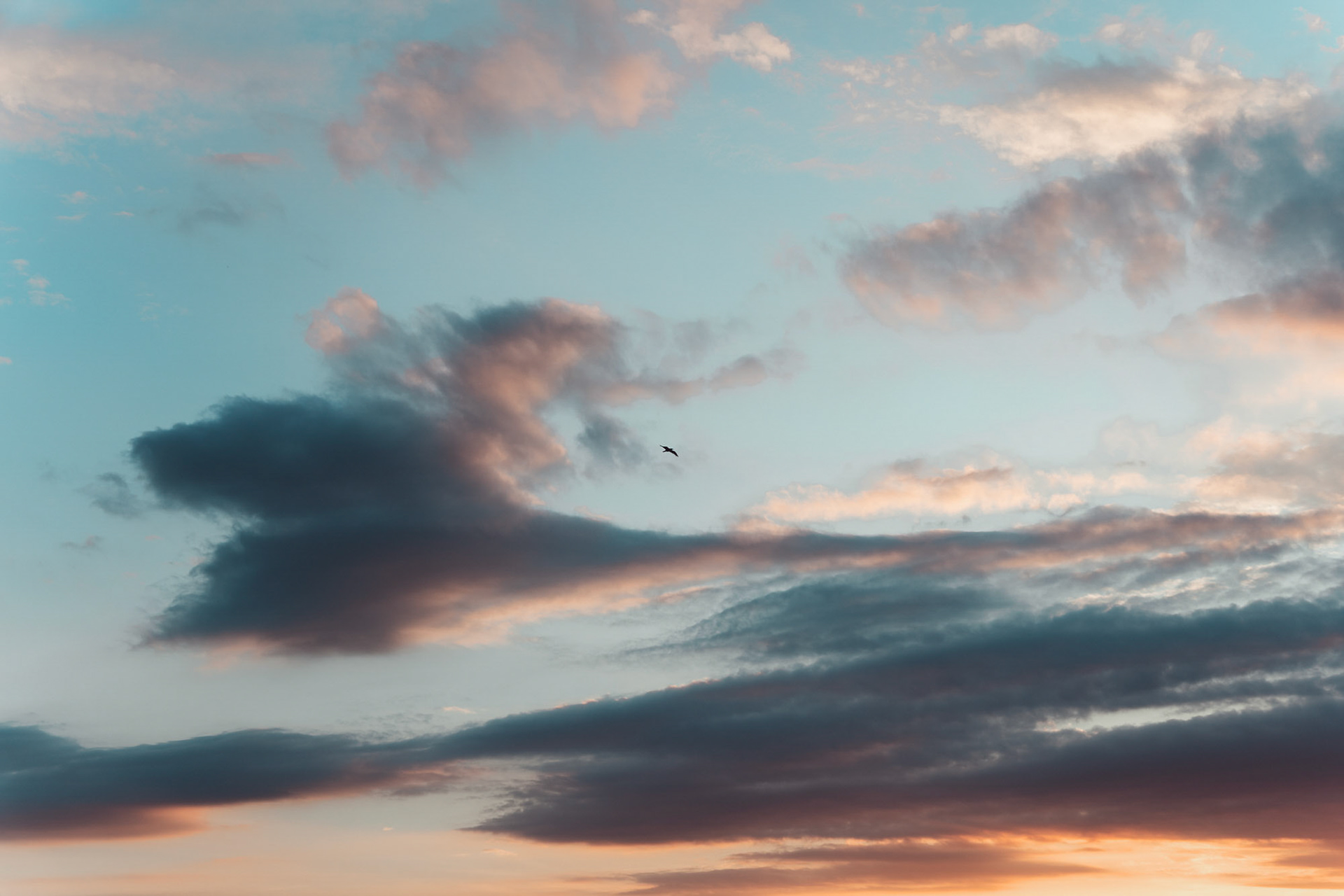 Blue Sky At Sunset With Pink and Orange Clouds And Bird Flying