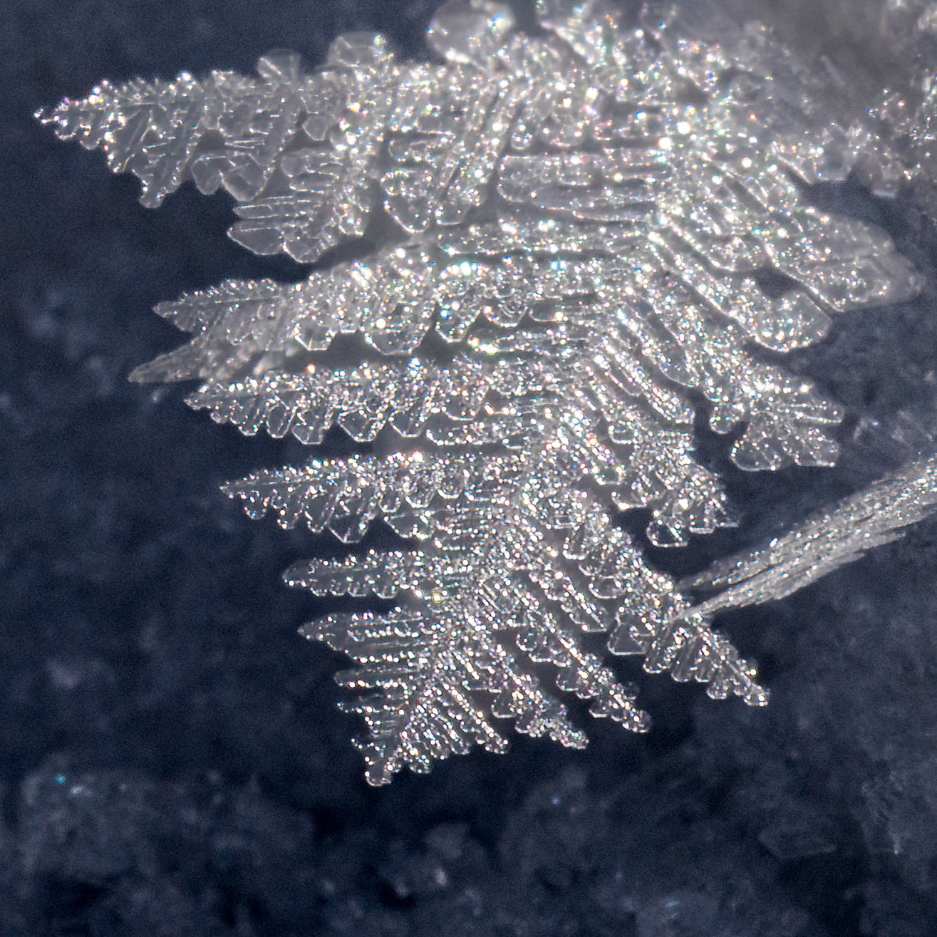 "Fern"