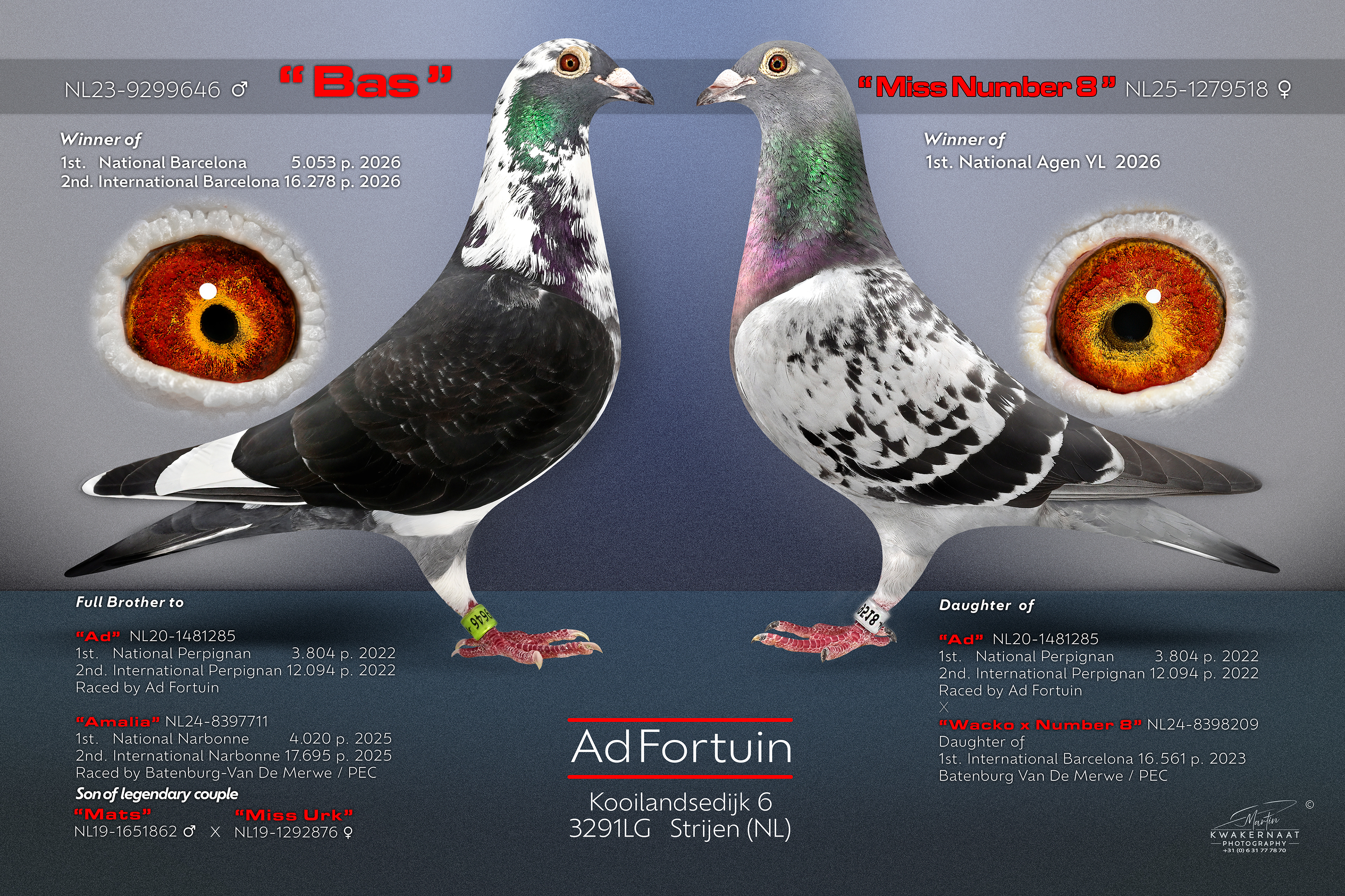 Ad Fortuin, Strijen