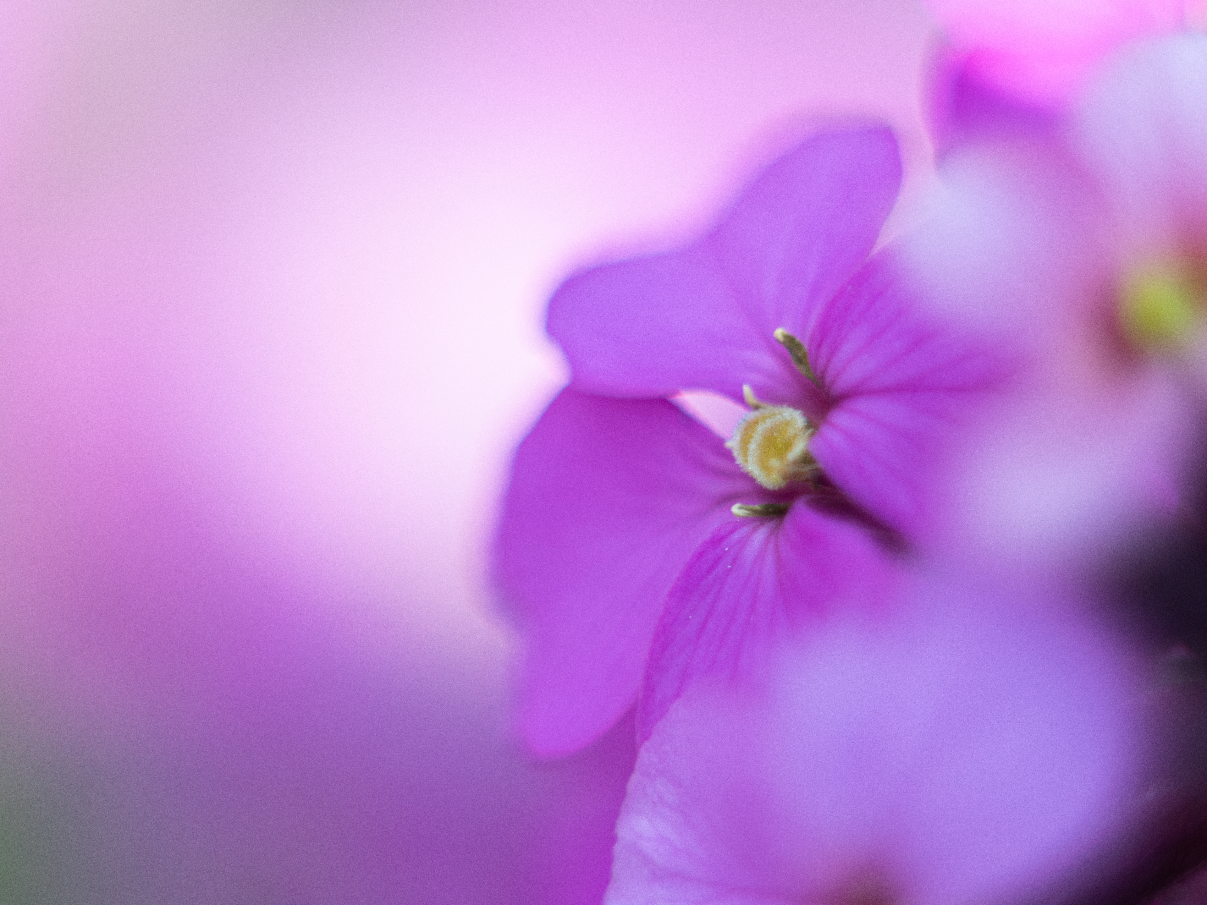 Nature, background
