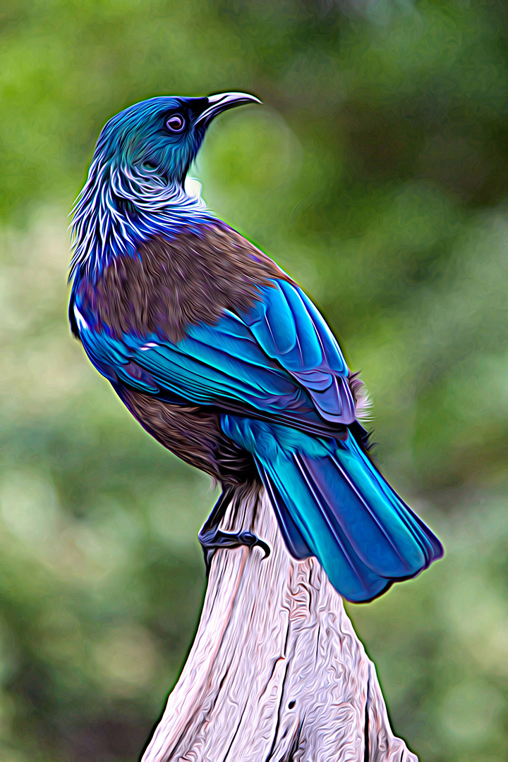 "Resplendent Tui - Acceptance, All Jazzed Up, Creative Focus Competition 2020