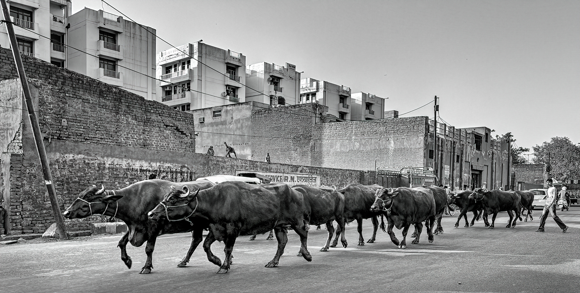 "Bovines on the Move" - Honours, Street, North Shore Salon 2022