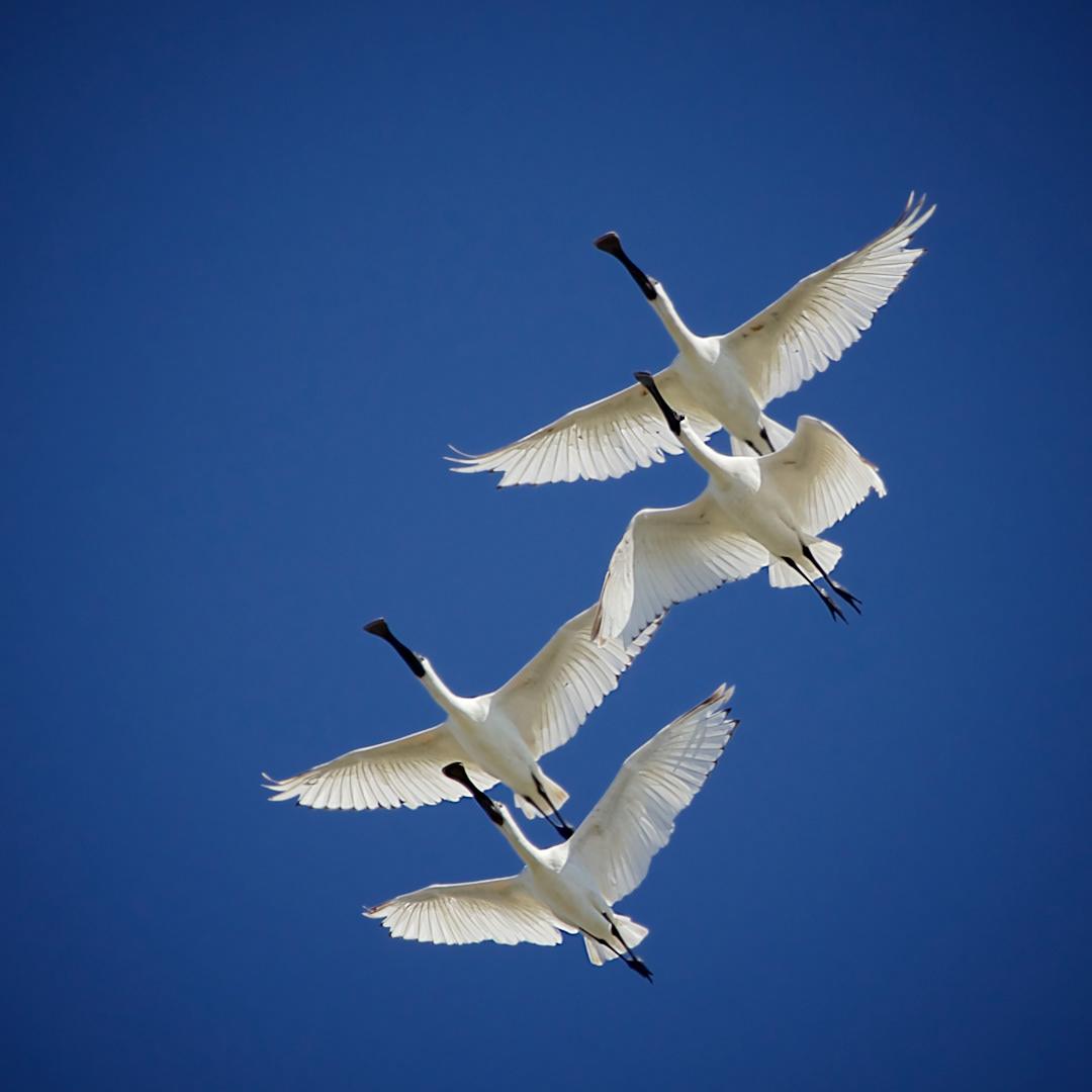 "Royal Spoonbills in Flight" - NATEX 2015 Acceptance