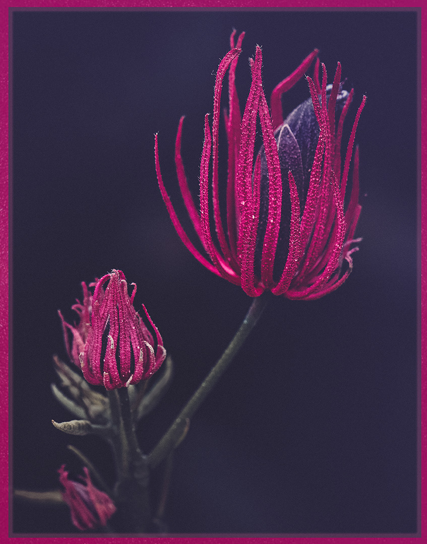 "Vermillion and Violet" - Acceptance - Acceptance, All Jazzed Up, Creative Focus Competition 2020