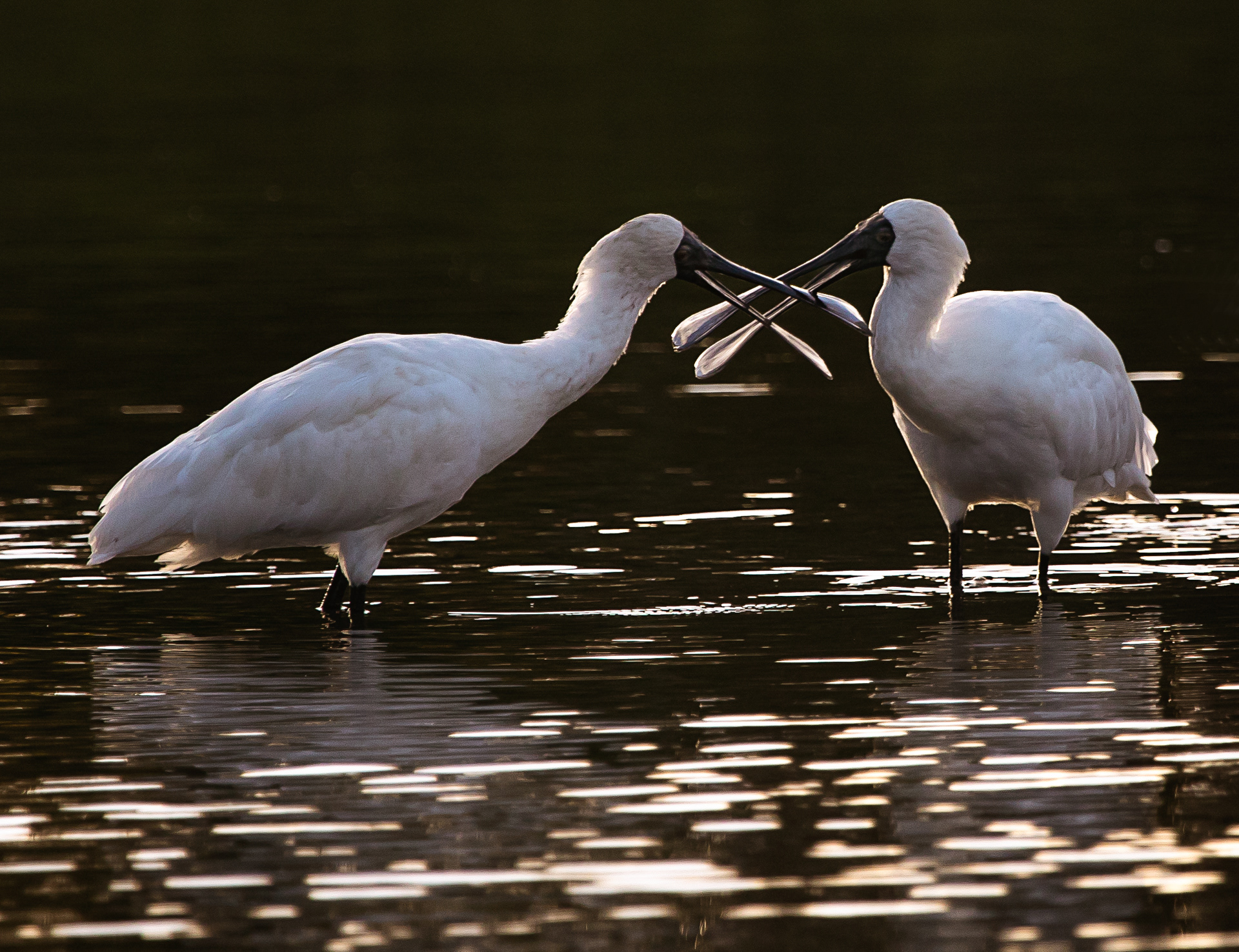 "Royal Spoonbills at Dusk" - NATEX 2018 Acceptannce