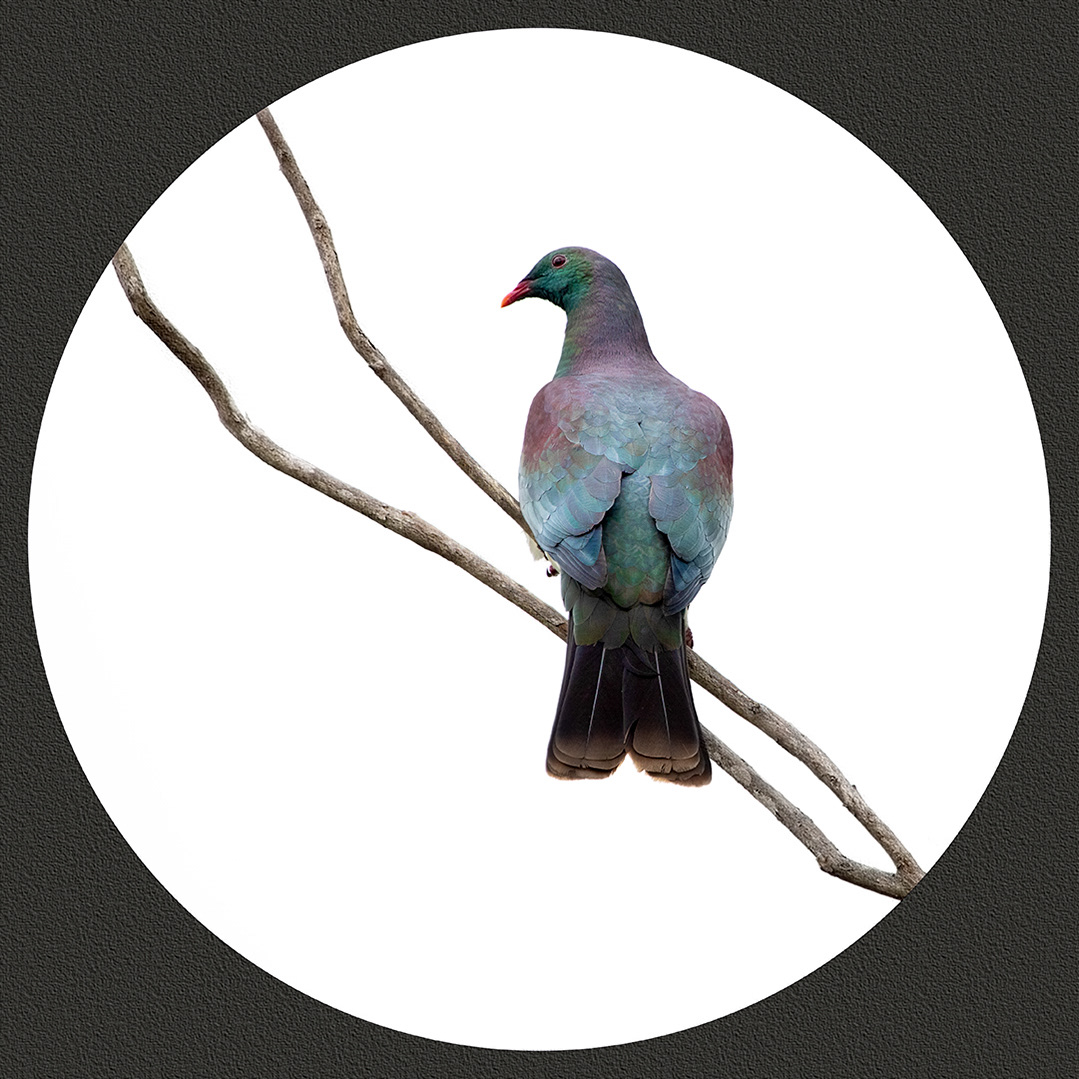"Kereru" - Acceptance Creative Focus Competition 2019