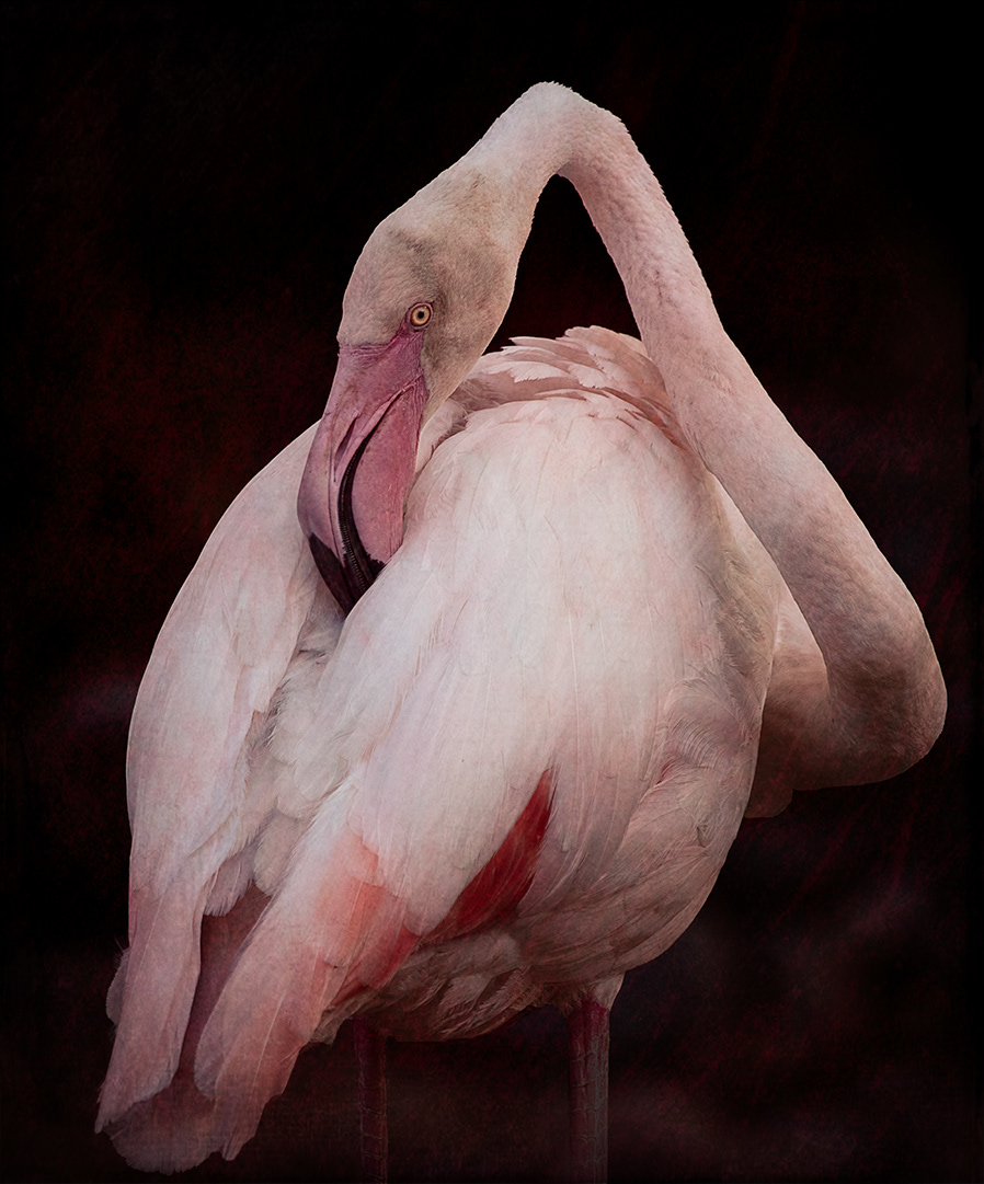 "Flamingo" - Acceptance, Creative Focus, Creative Focus Competition 2020,