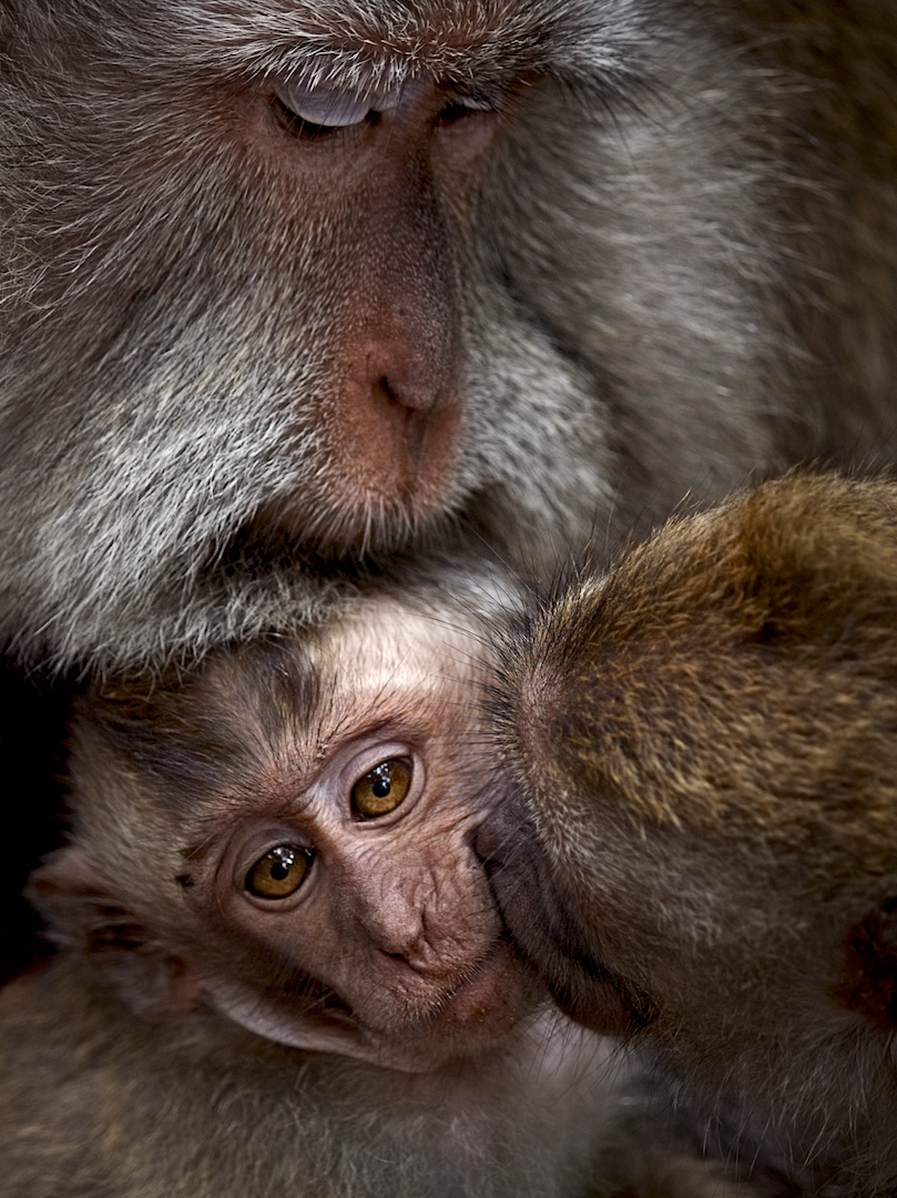 "Monkey Love" - Canon Online Round 2 1st Place, Inclusion in NZ Camera Book 2014