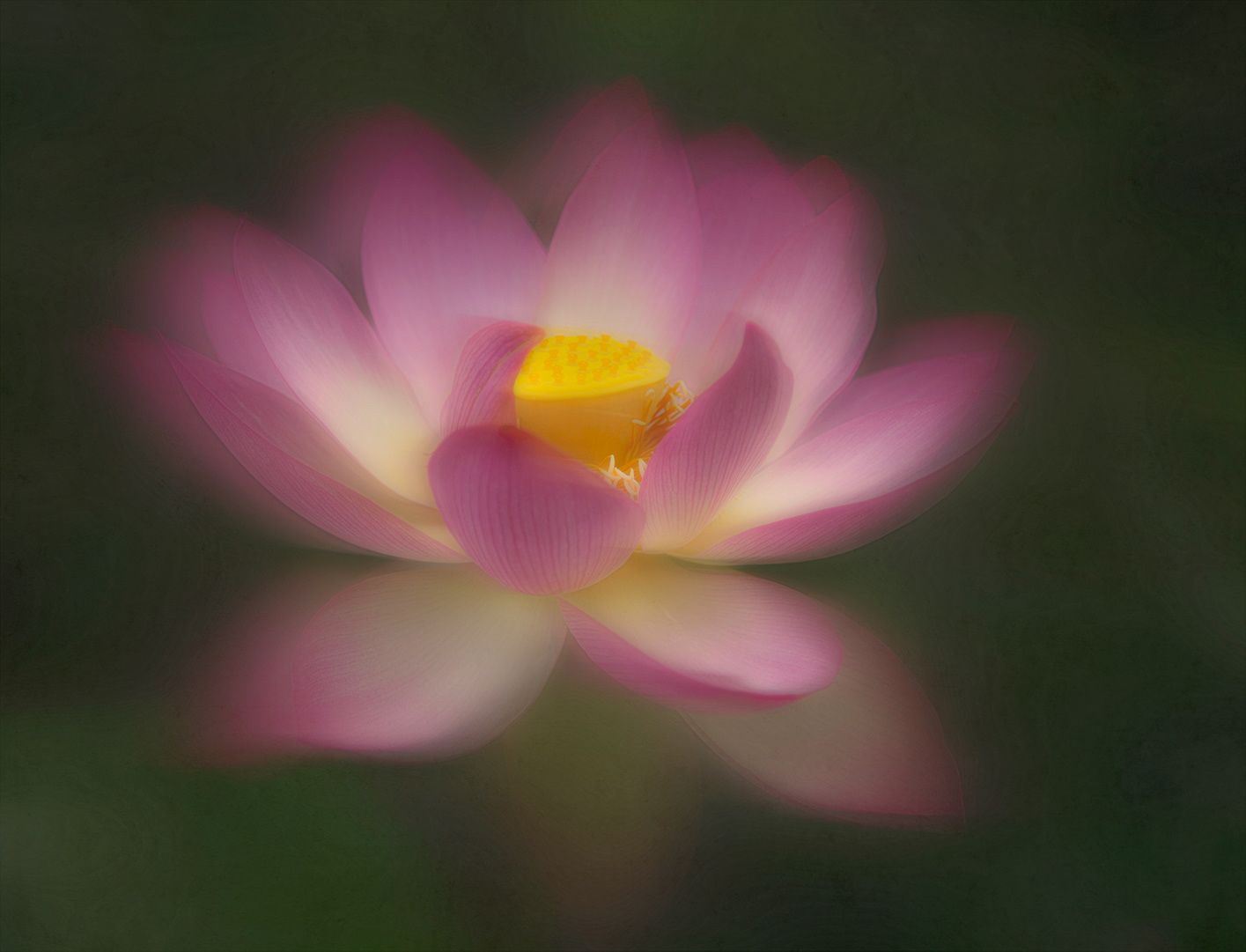 "Lotus" - Honours, Flowers, Creative Focus Competition 2020