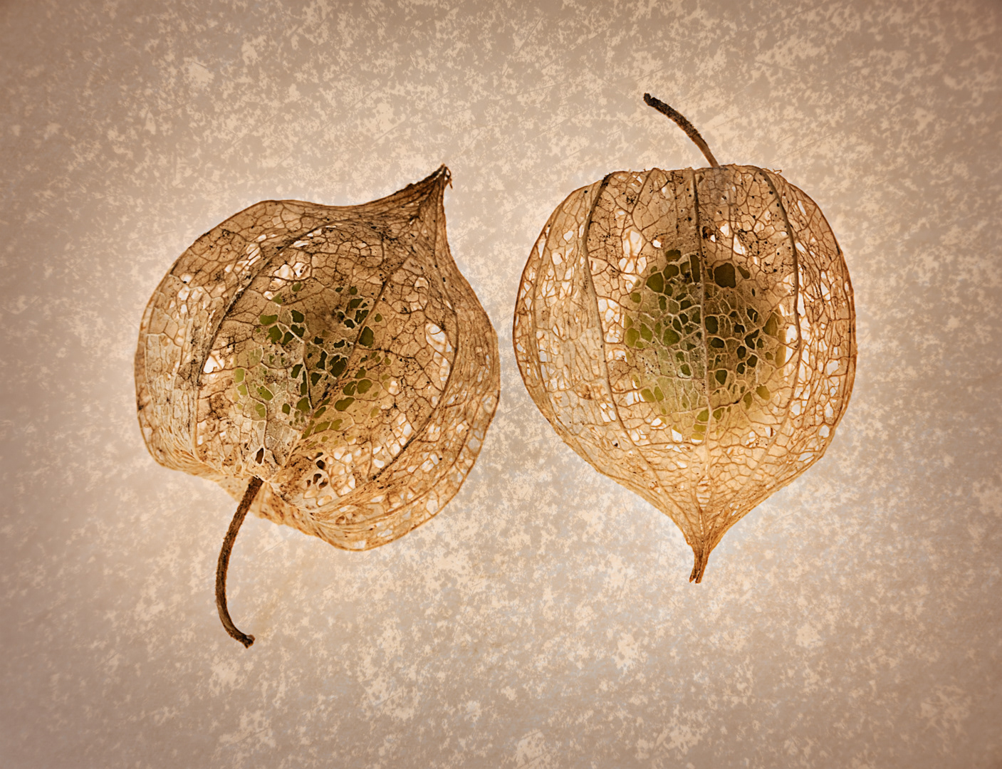 "Nature's Lace" - Creative Focus Competition 2017 Highly Commended