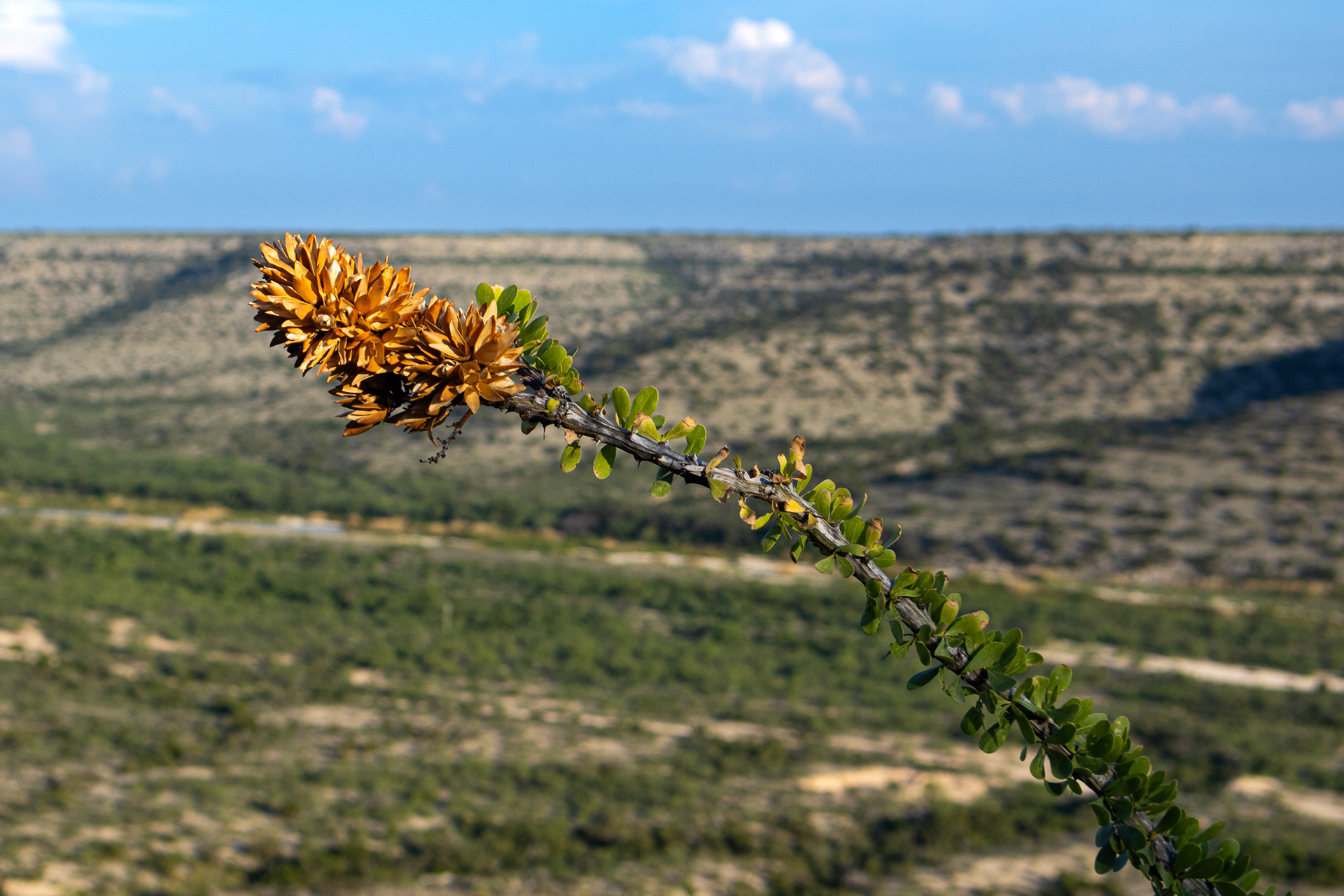 An ocotillo branch absorbs the evening sunlight over a mesa above Independence Creek in Terrell County, Texas.