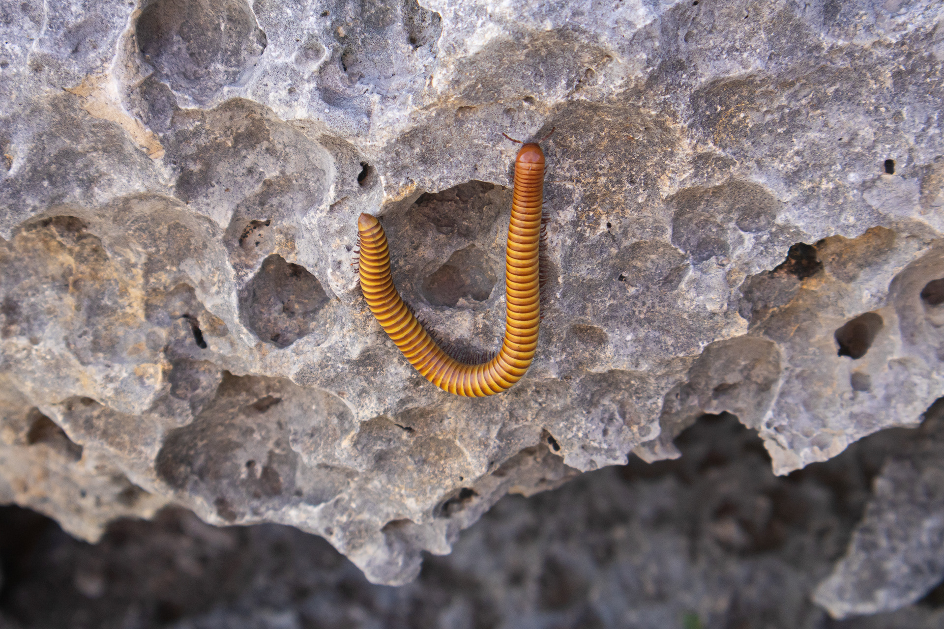 A desert millipede climbs a rock in the early evening near Independence Creek in Terrell County, Texas.