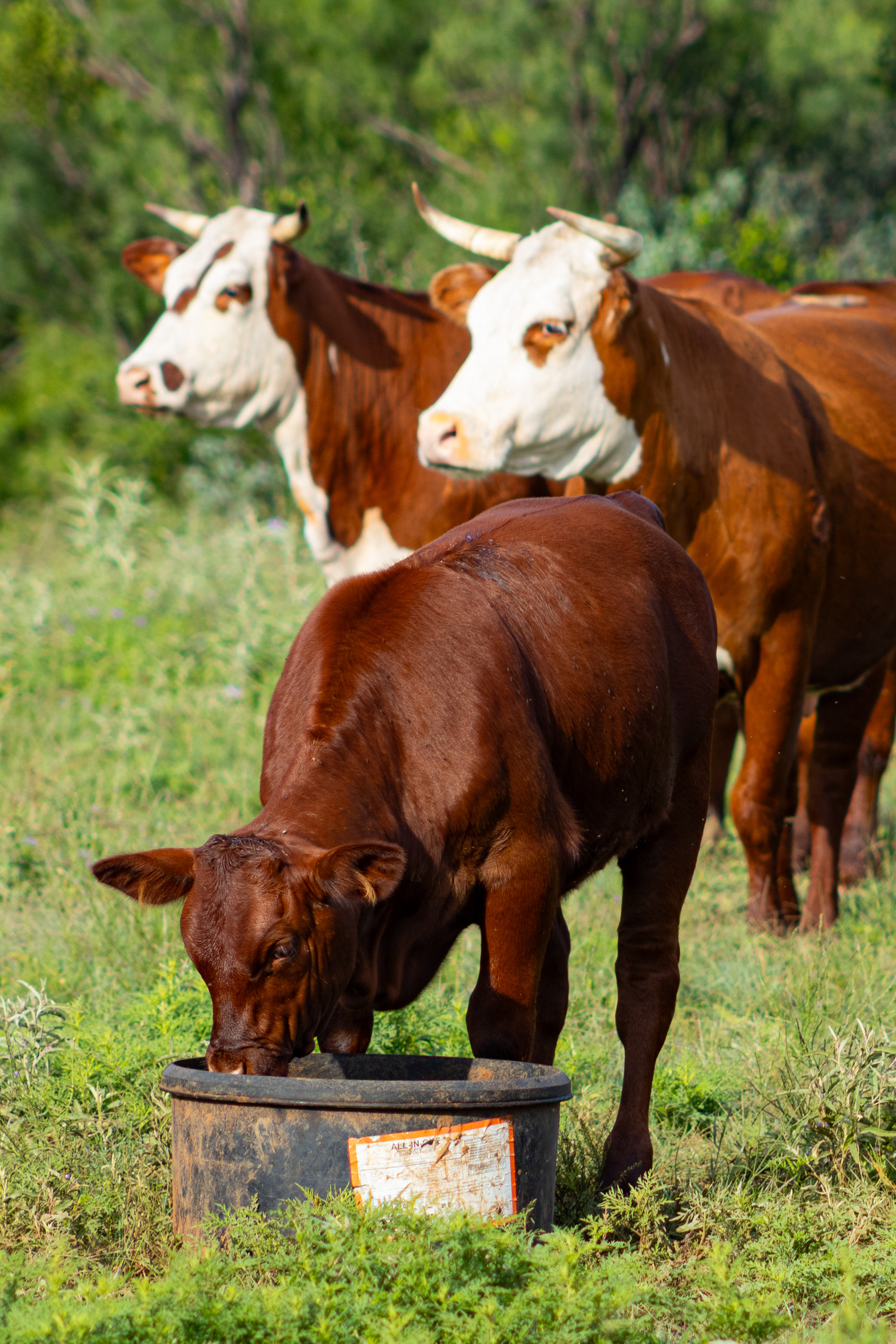 A Santa Gertrudis-Hereford cross calf drinks from a trough in the mid-morning while two adult cattle graze at Llano River Ranch in Kimble County, Texas.