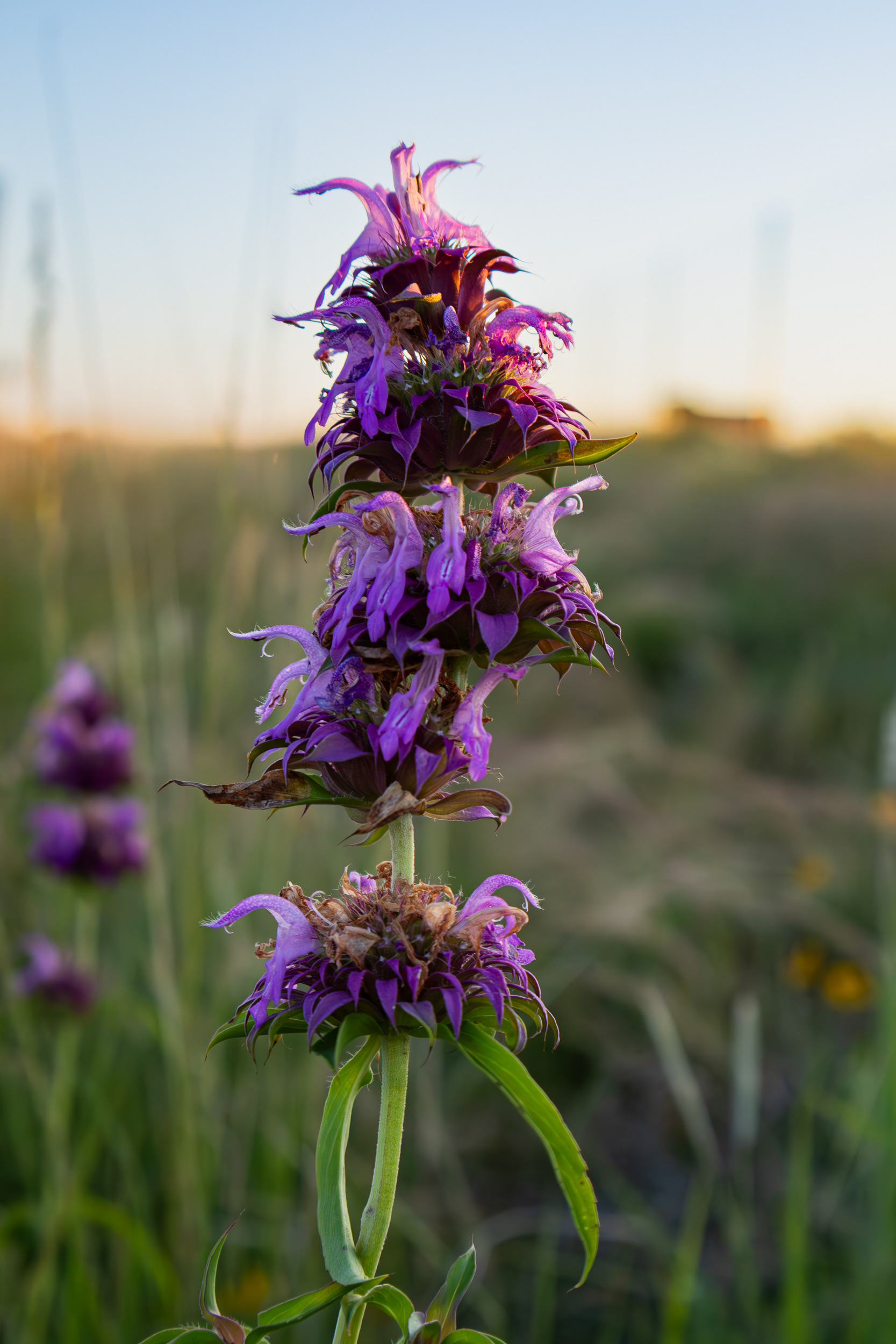 A roadside purple horsemint absorbs the evening sunlight on a ranch in Kimble County, Texas.