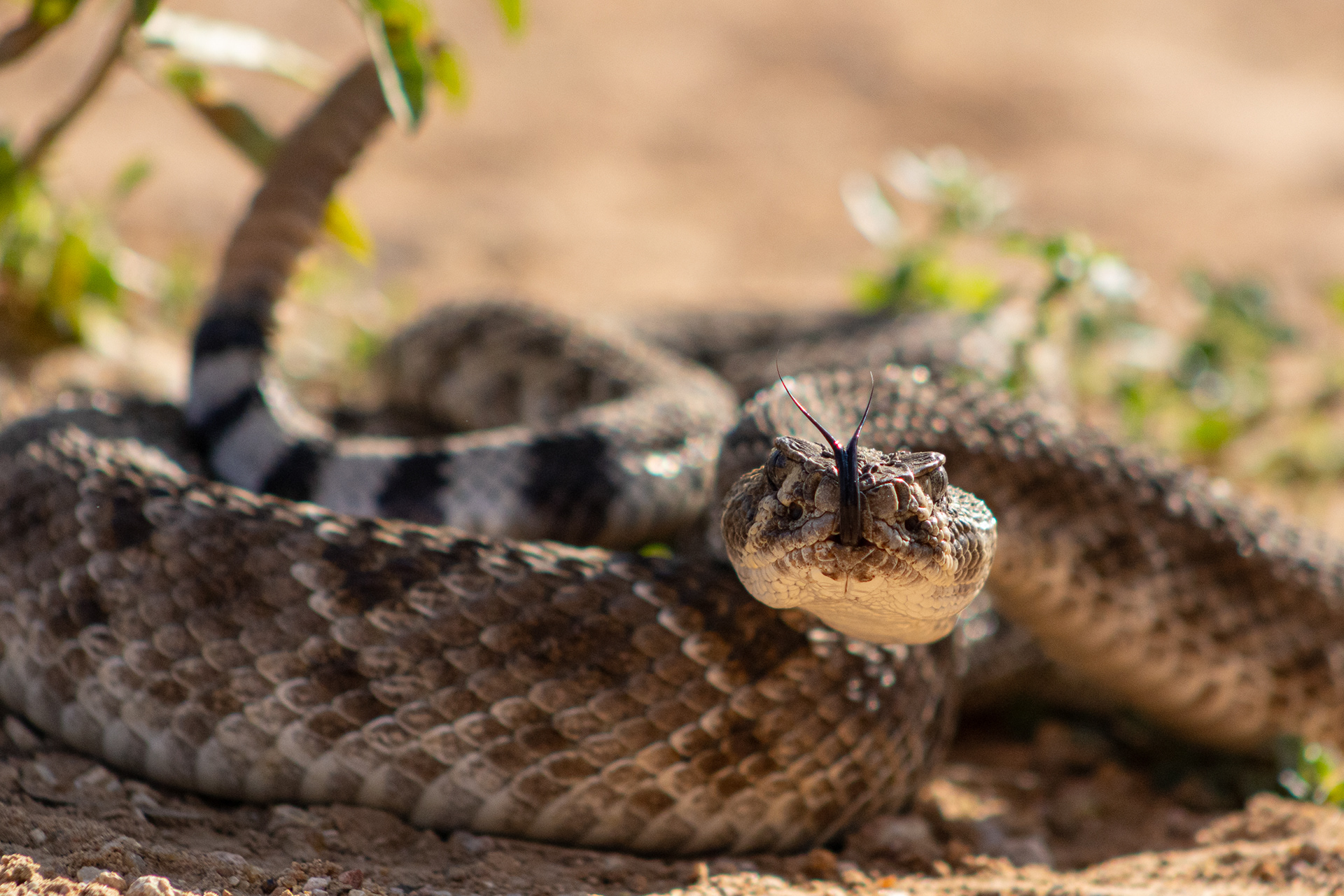 A western diamondback rattlesnake alertly uses its tongue to sense its surroundings at the Llano River Ranch in Kimble County, Texas.