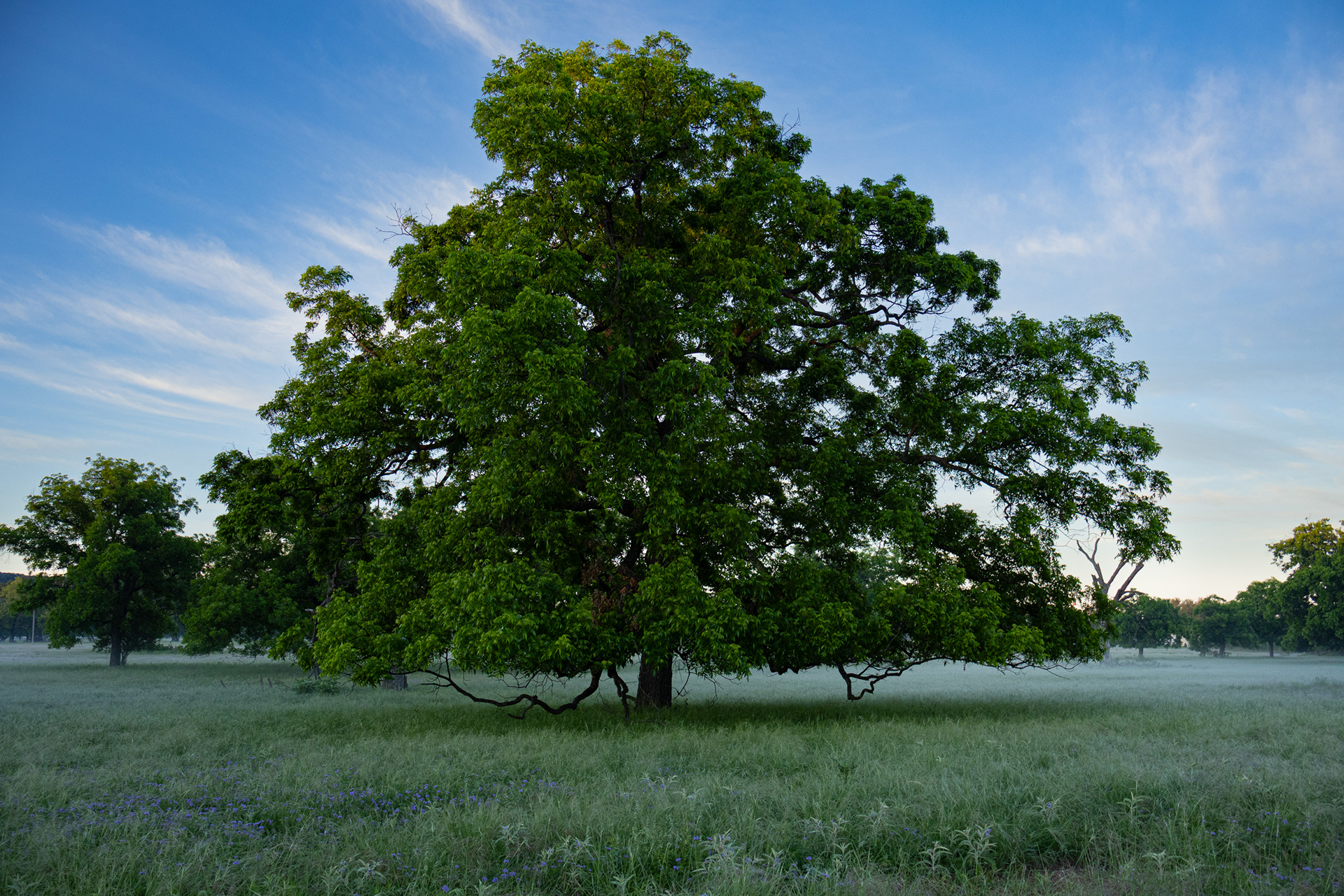 A pecan tree stands tall in the early morning over the Texas Tech University Center at Junction.